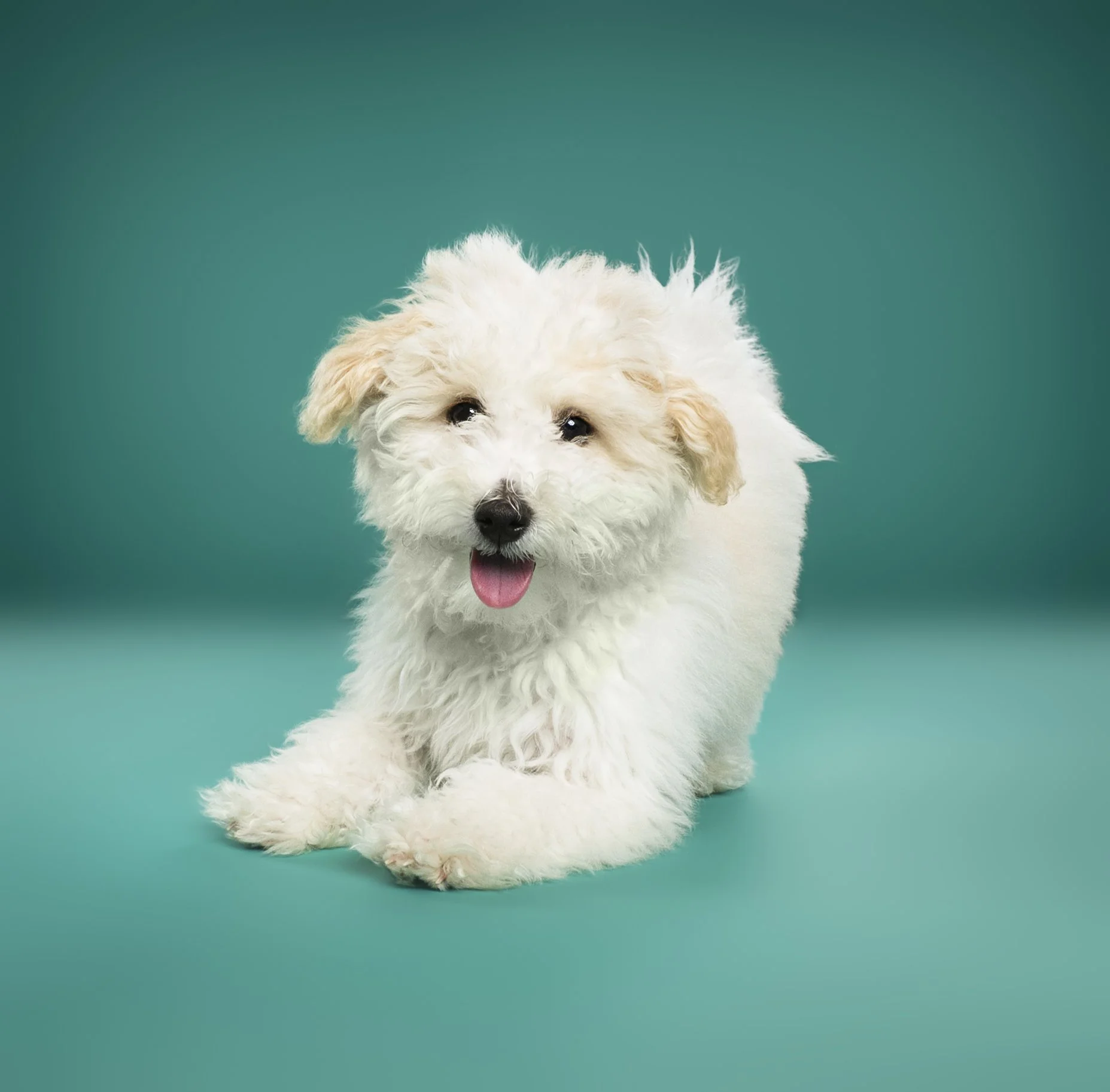 A cute, fluffy white puppy with tan ears and a pink tongue sticking out against a teal background.