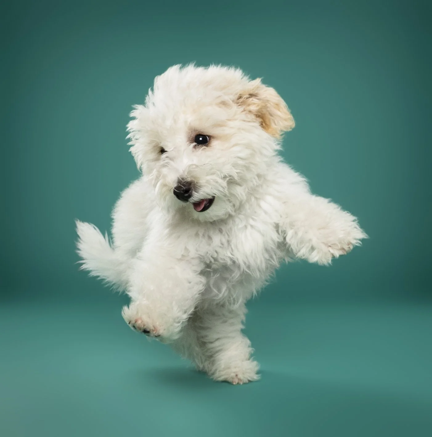 A fluffy white puppy with light brown ears jumping against a teal background.