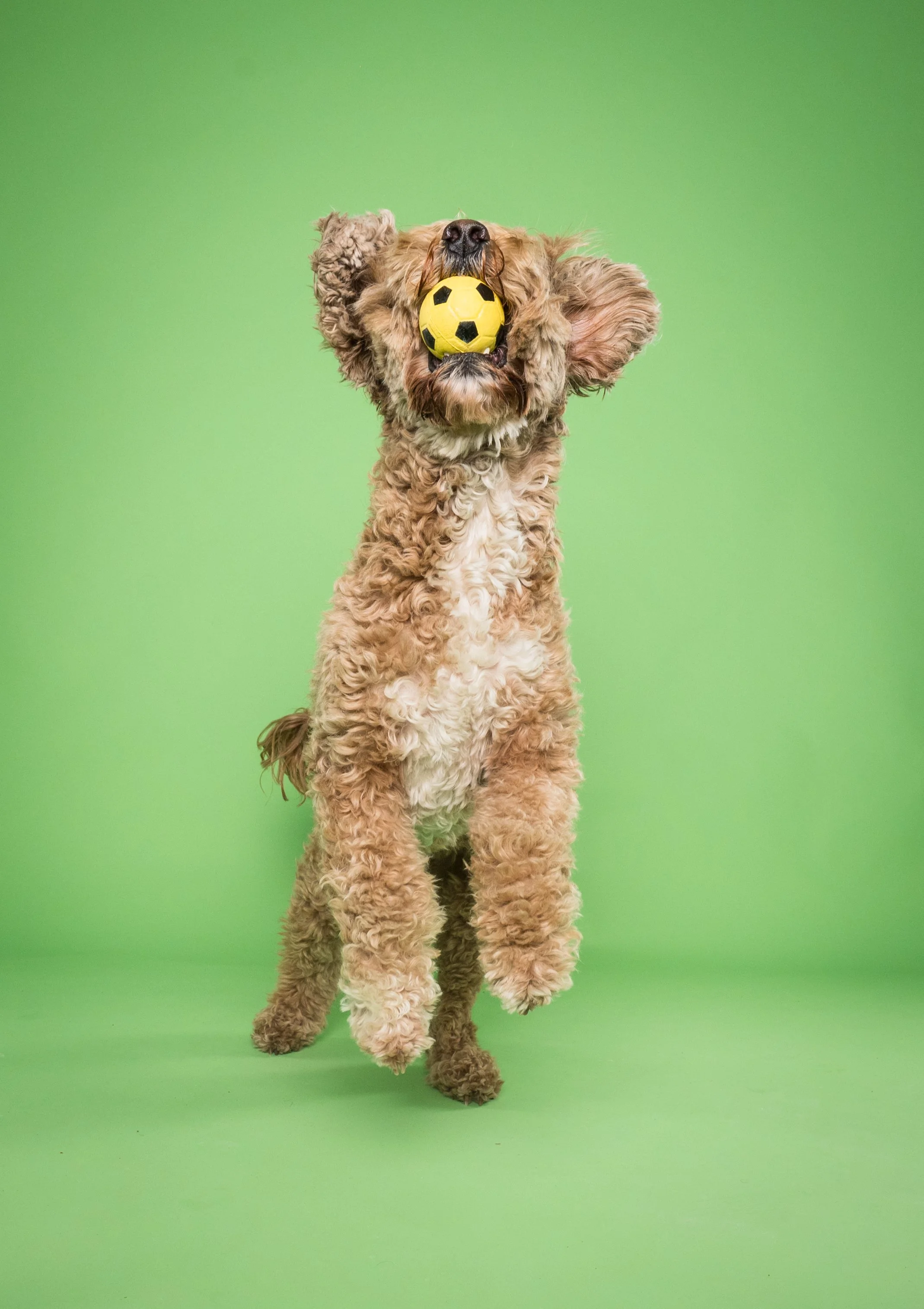 Curly-haired dog jumping while holding a yellow soccer ball in its mouth against a green background
