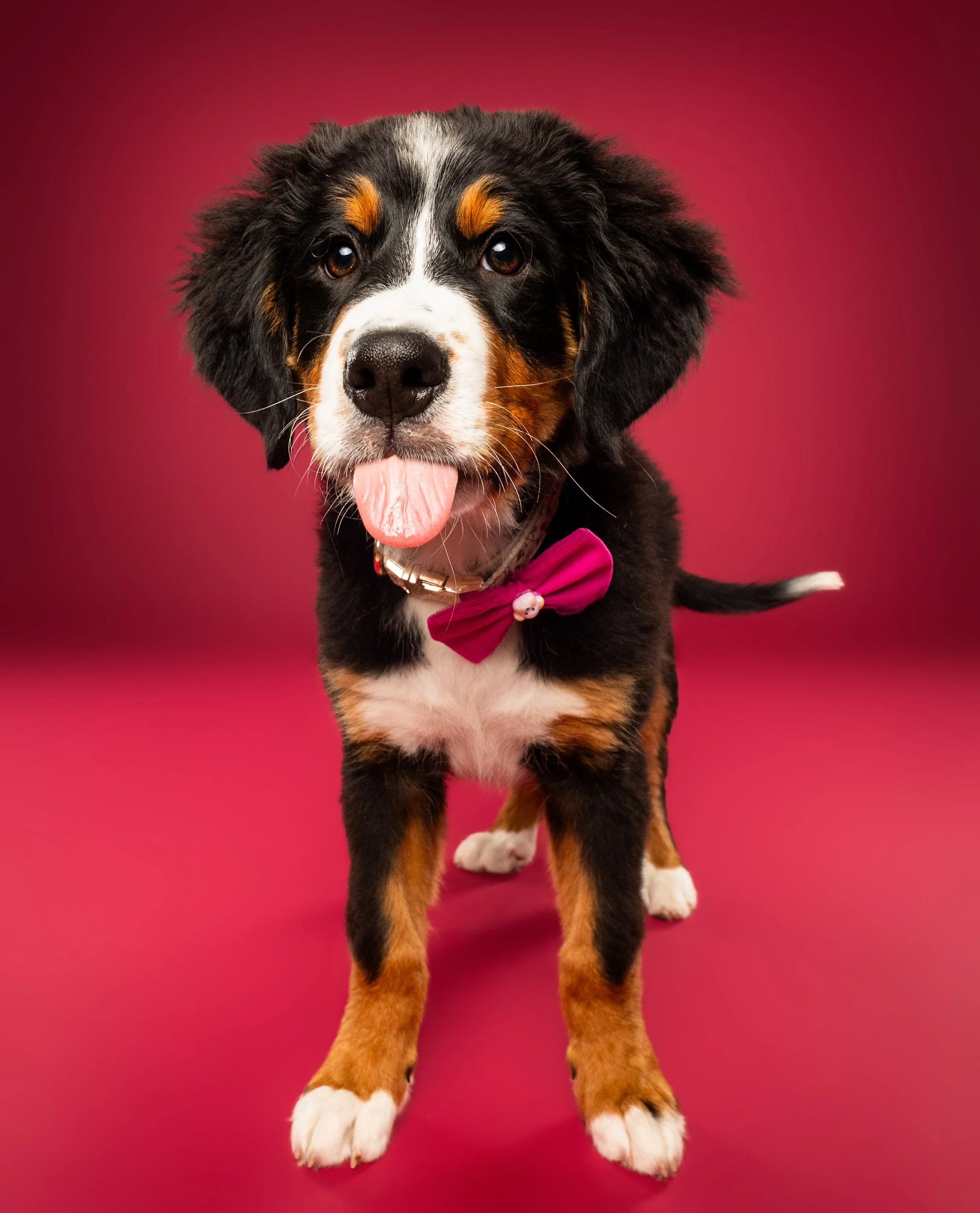 Bernese Mountain Dog puppy wearing a pink bow tie against a red background