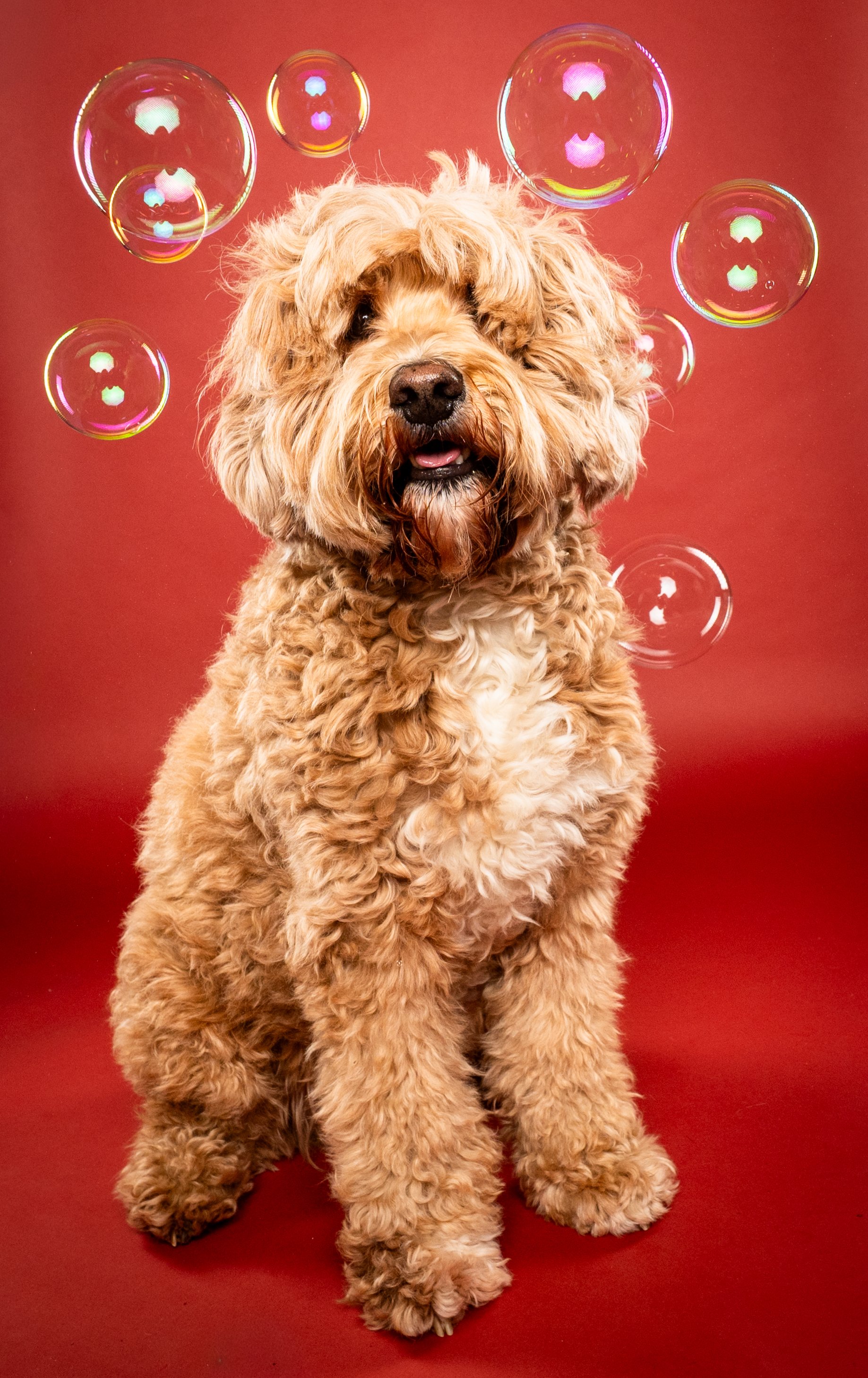 A fluffy, light brown dog sitting in front of a red background, surrounded by floating soap bubbles.