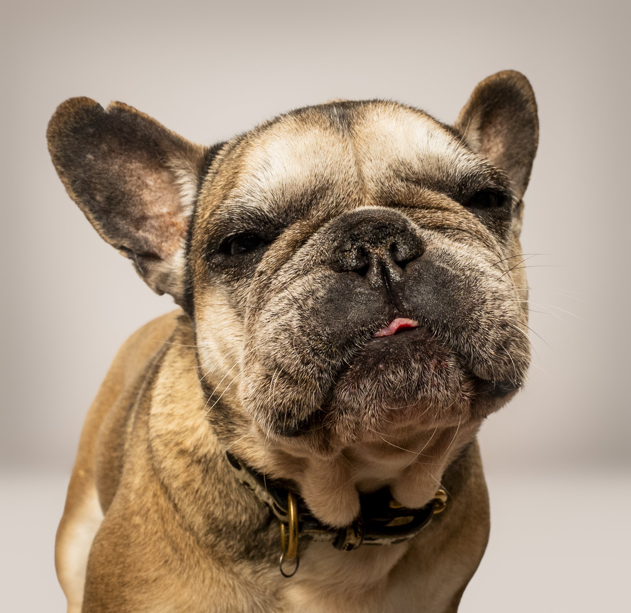 Close-up of a dog's face, showing from the top of its head to just below its nose, with a neutral gray background.