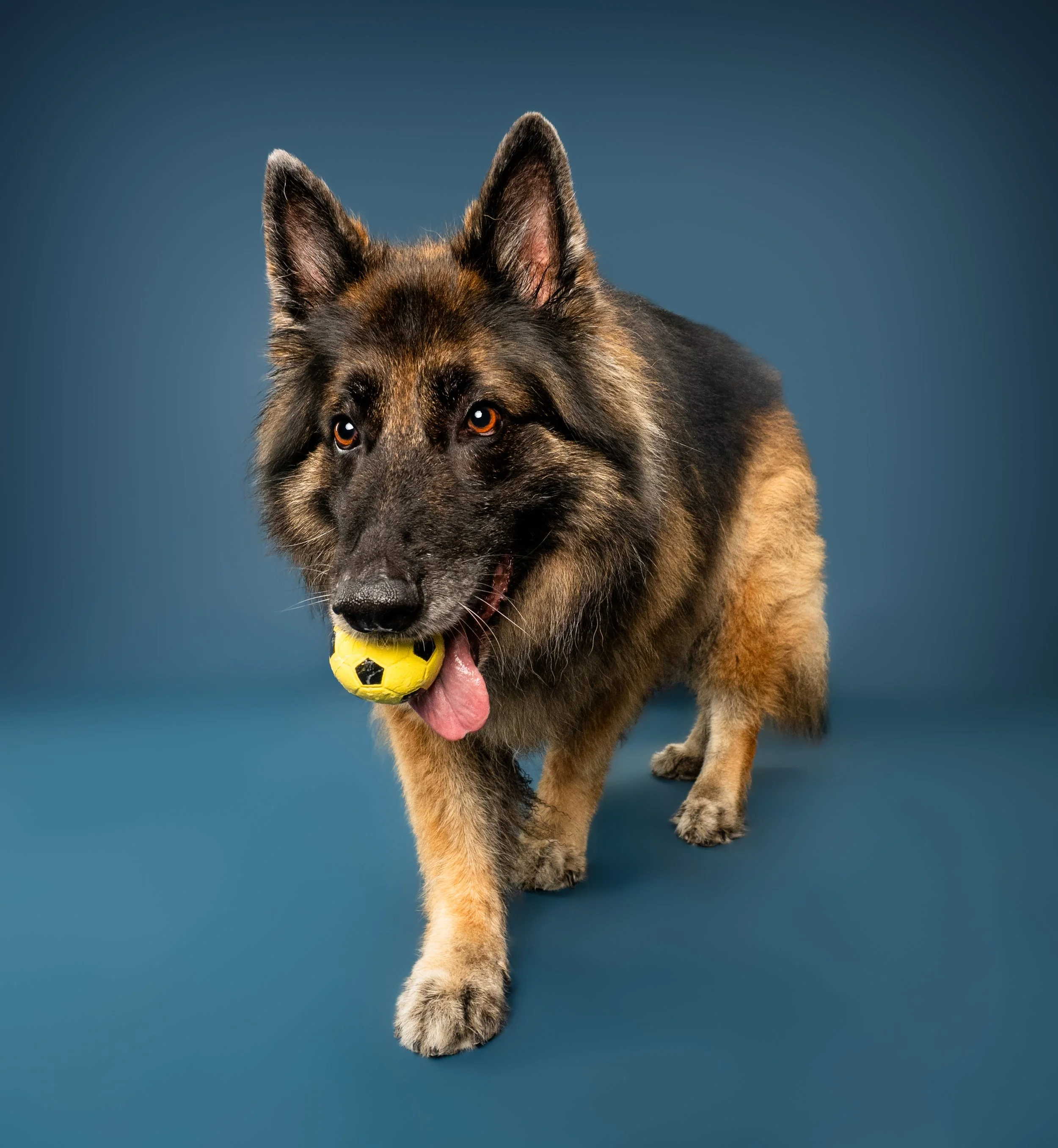 German Shepherd dog holding a yellow soccer ball in its mouth against a blue background