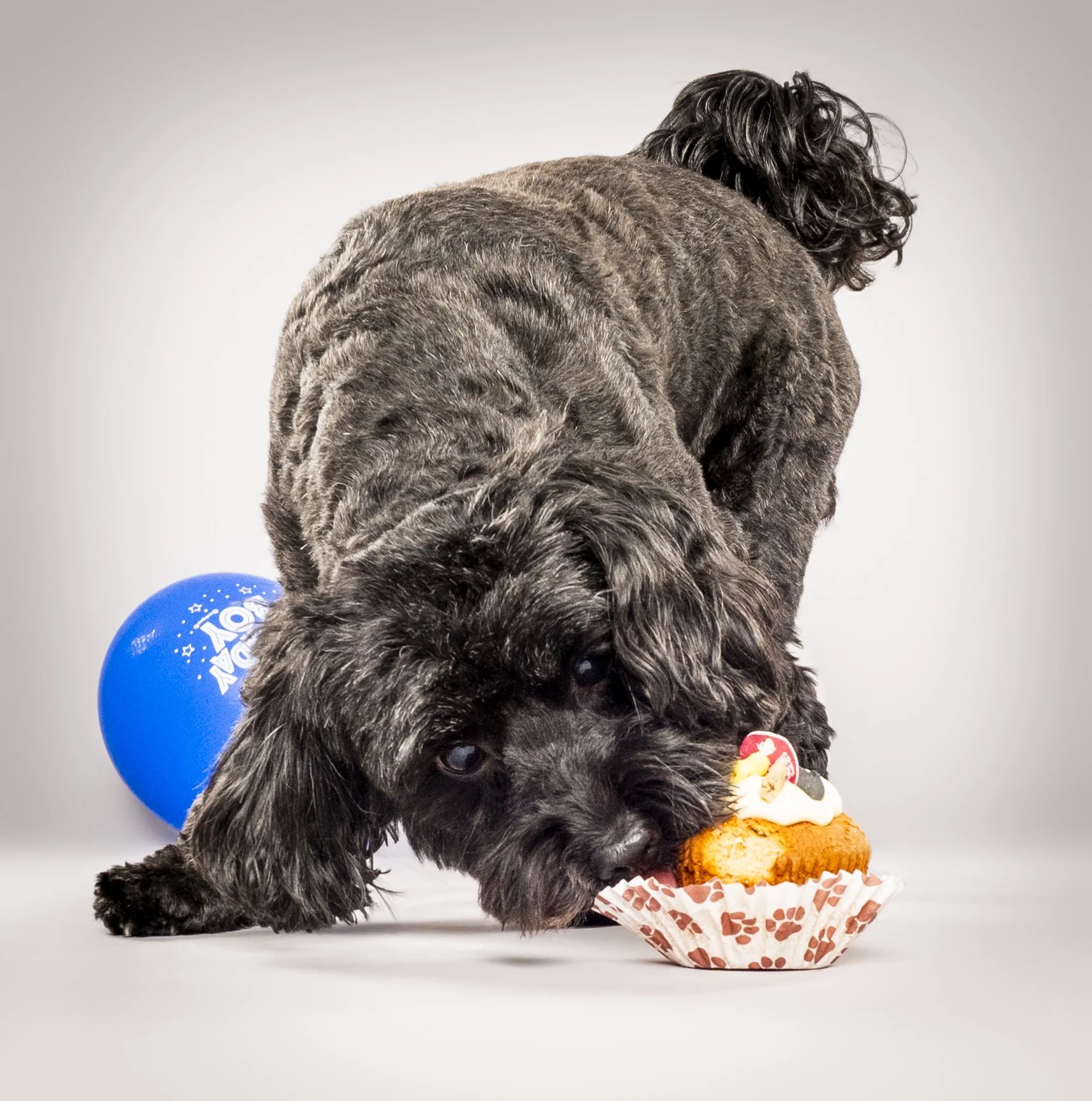 One black dog, playfully biting a cupcake with white icing and a small toy on top, placed in a decorative paper cup, against a plain light background.