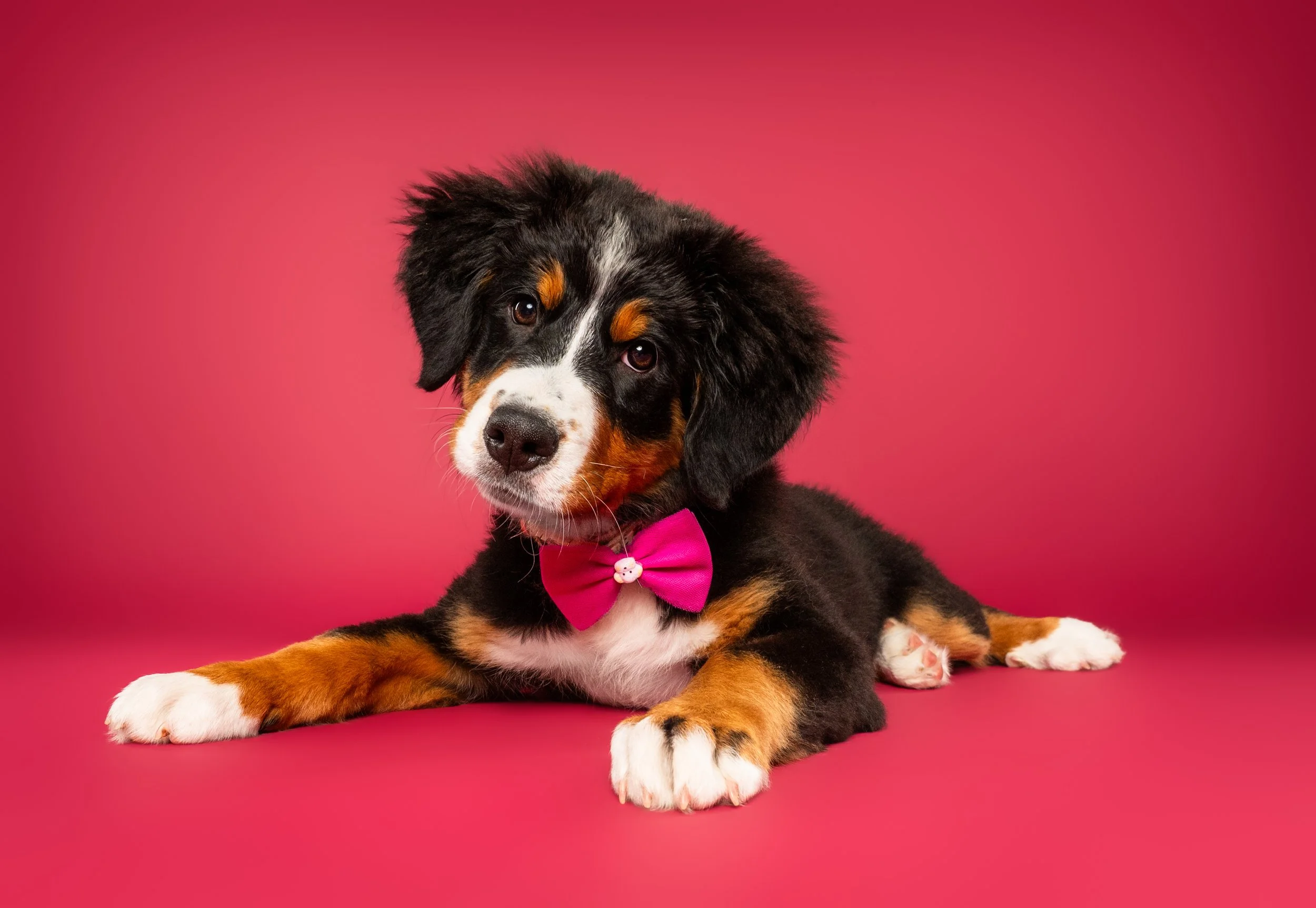 Bernese Mountain Dog puppy wearing a pink bow tie on a pink background
