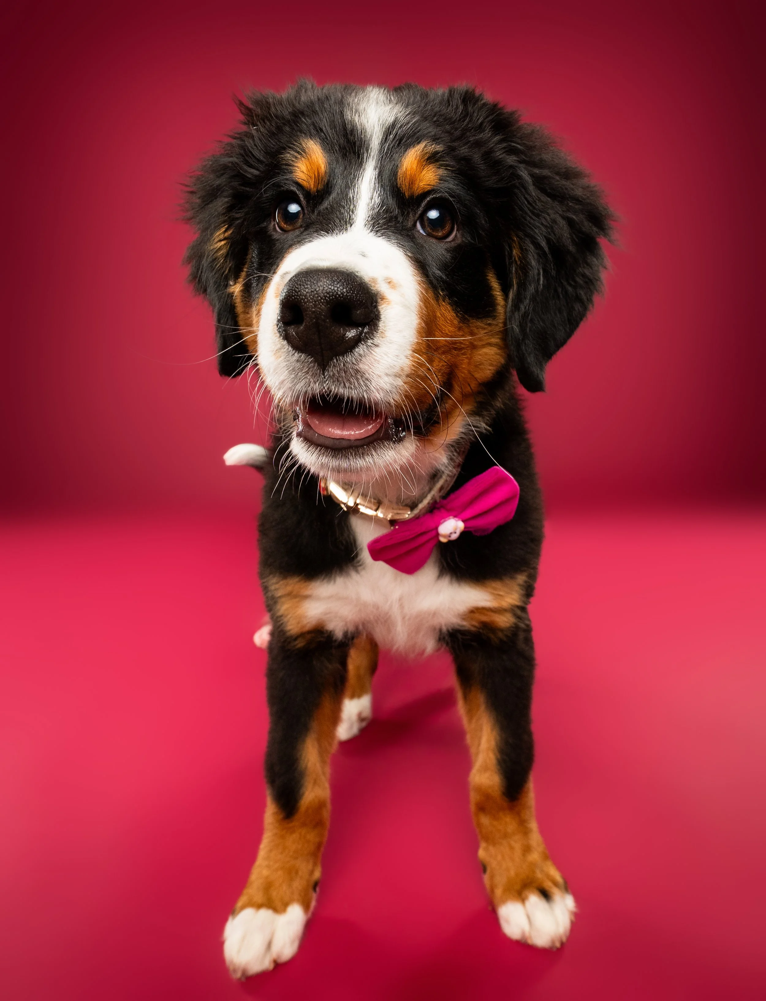 Bernese Mountain Dog puppy wearing a pink bow tie against a red background