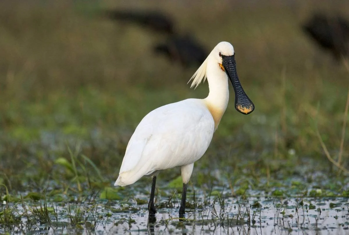 A white bird with a long black beak standing in shallow water on grass, with a blurred green and brown background.