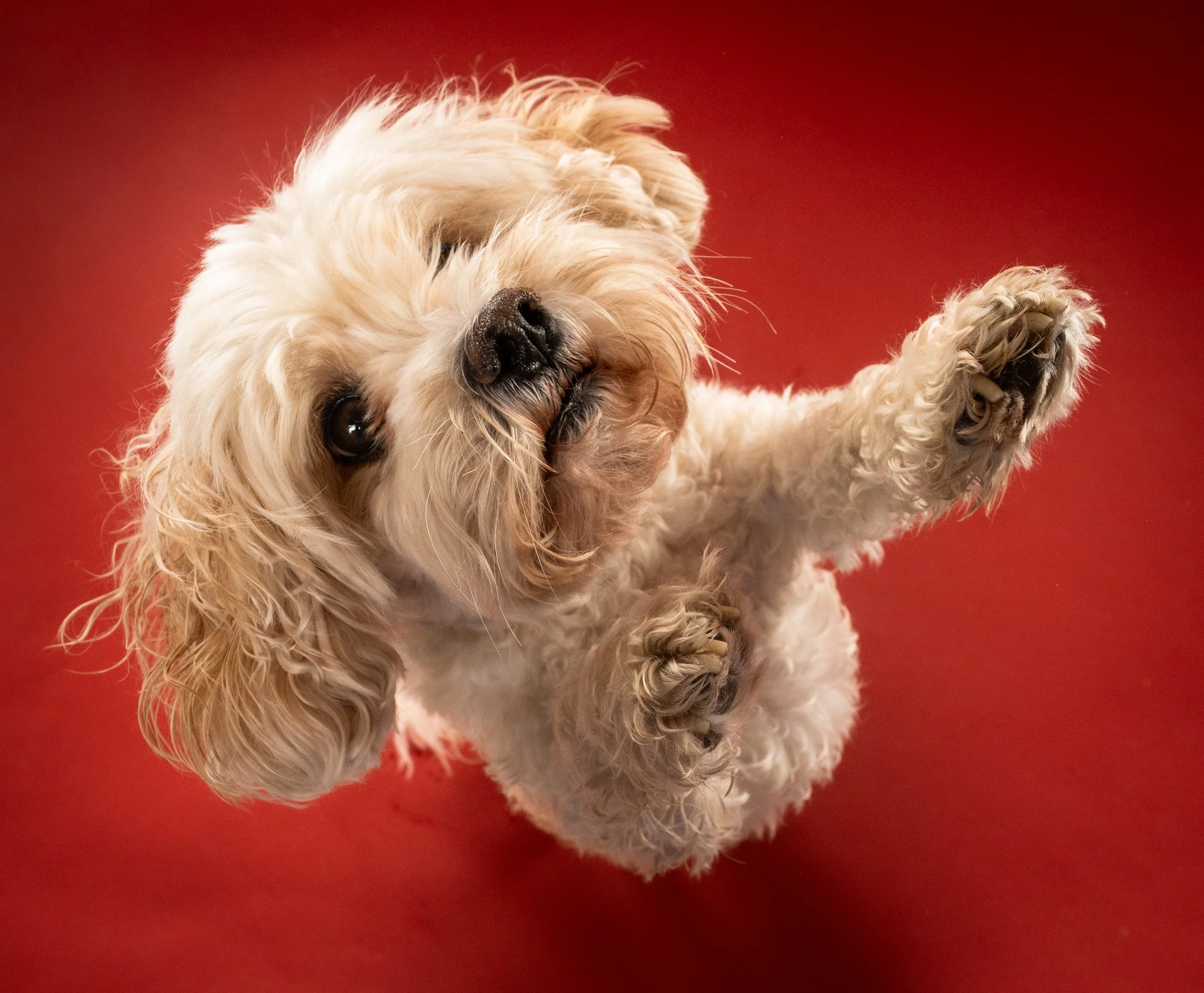 A cute, fluffy, light-colored dog jumping up to say hello against a red background.