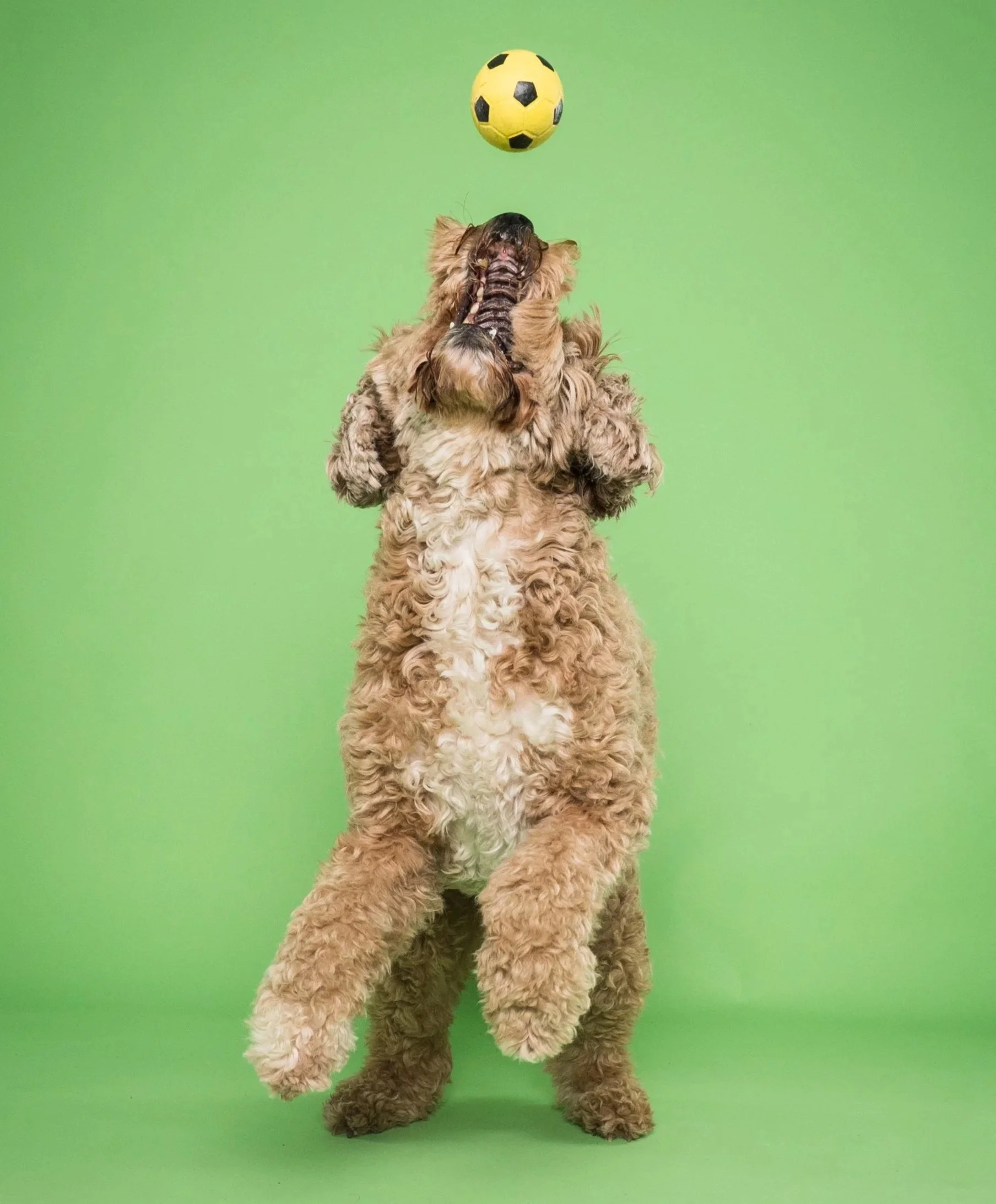 Curly-haired dog jumping to catch a yellow soccer ball against a green background