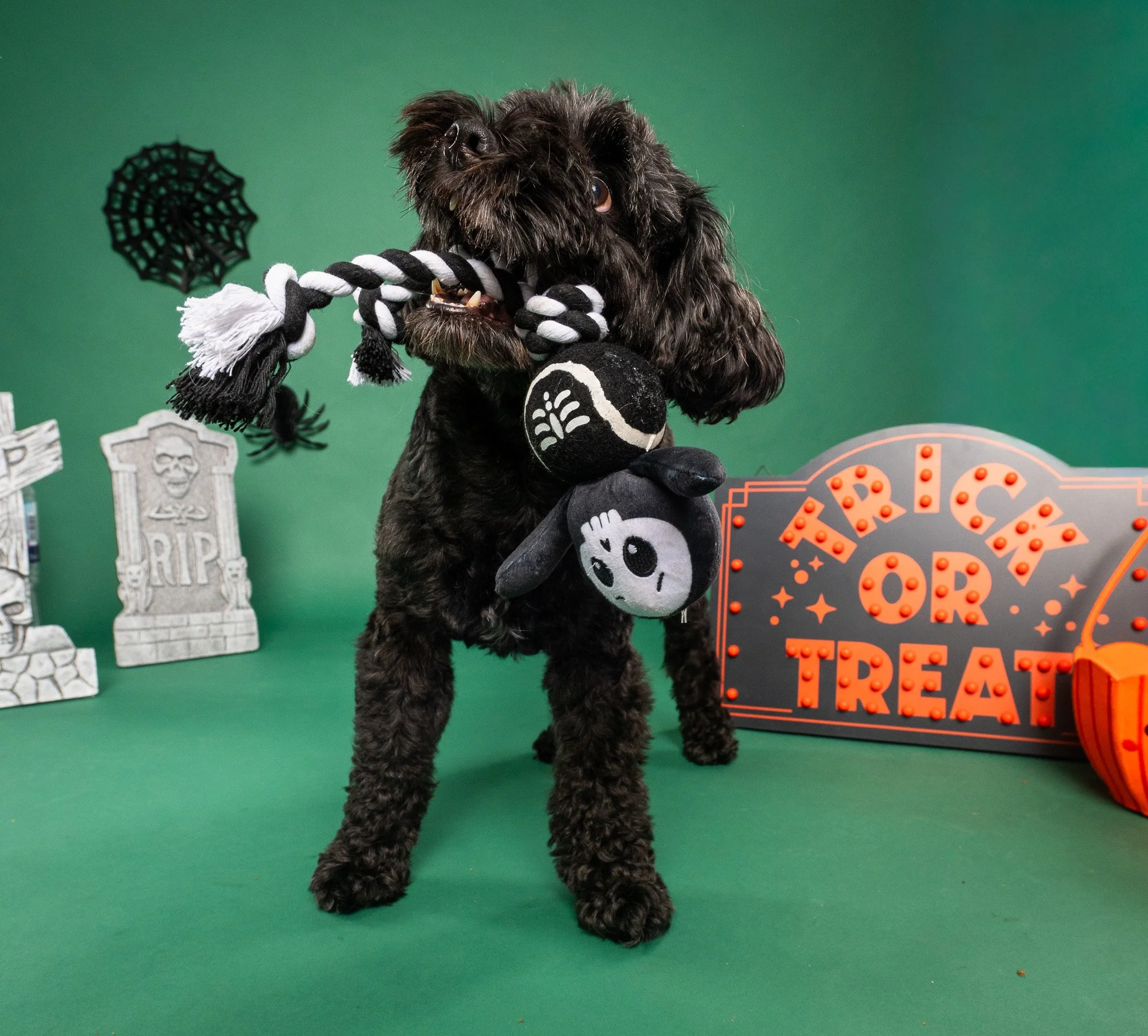 Black dog playing tug-of-war with a black-and-white rope toy and holding a Halloween plush skeleton, surrounded by spooky decorations.
