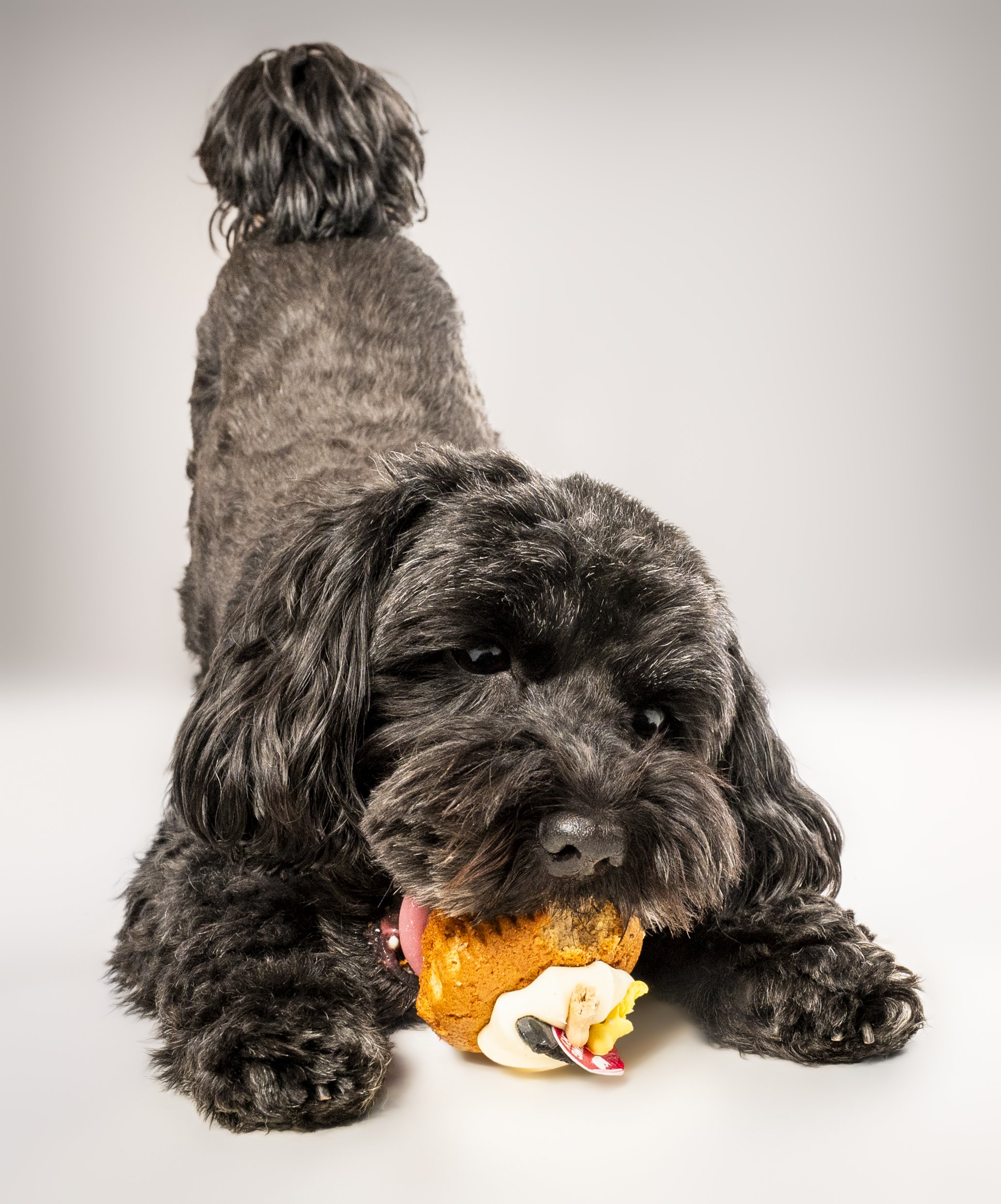 A black furry dog with long ears doing a play bow on a white surface, eating his birthday cupcake, with its head slightly tilted and looking at the camera.