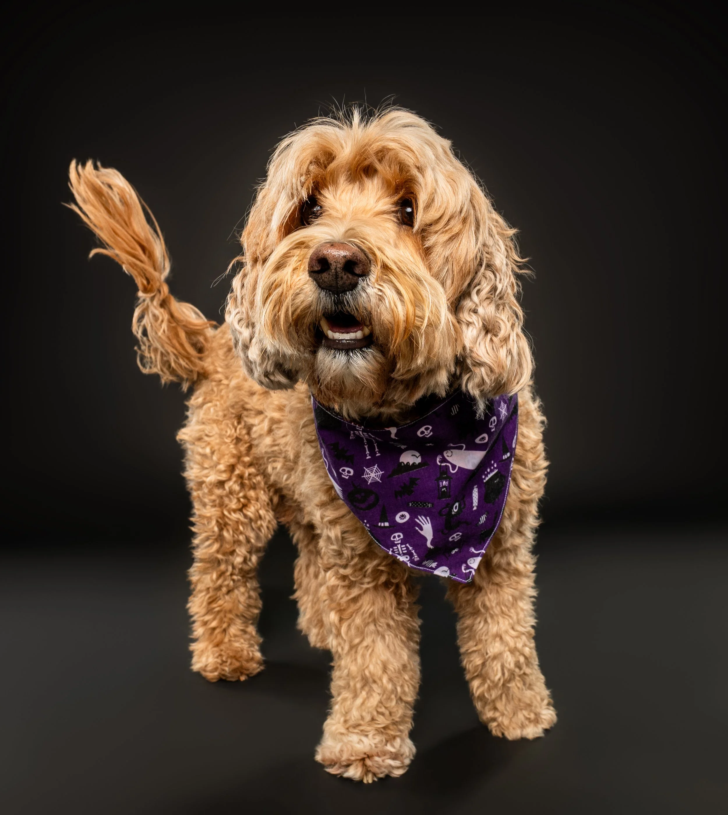 Happy curly-haired golden dog wearing a purple Halloween bandana against a black background