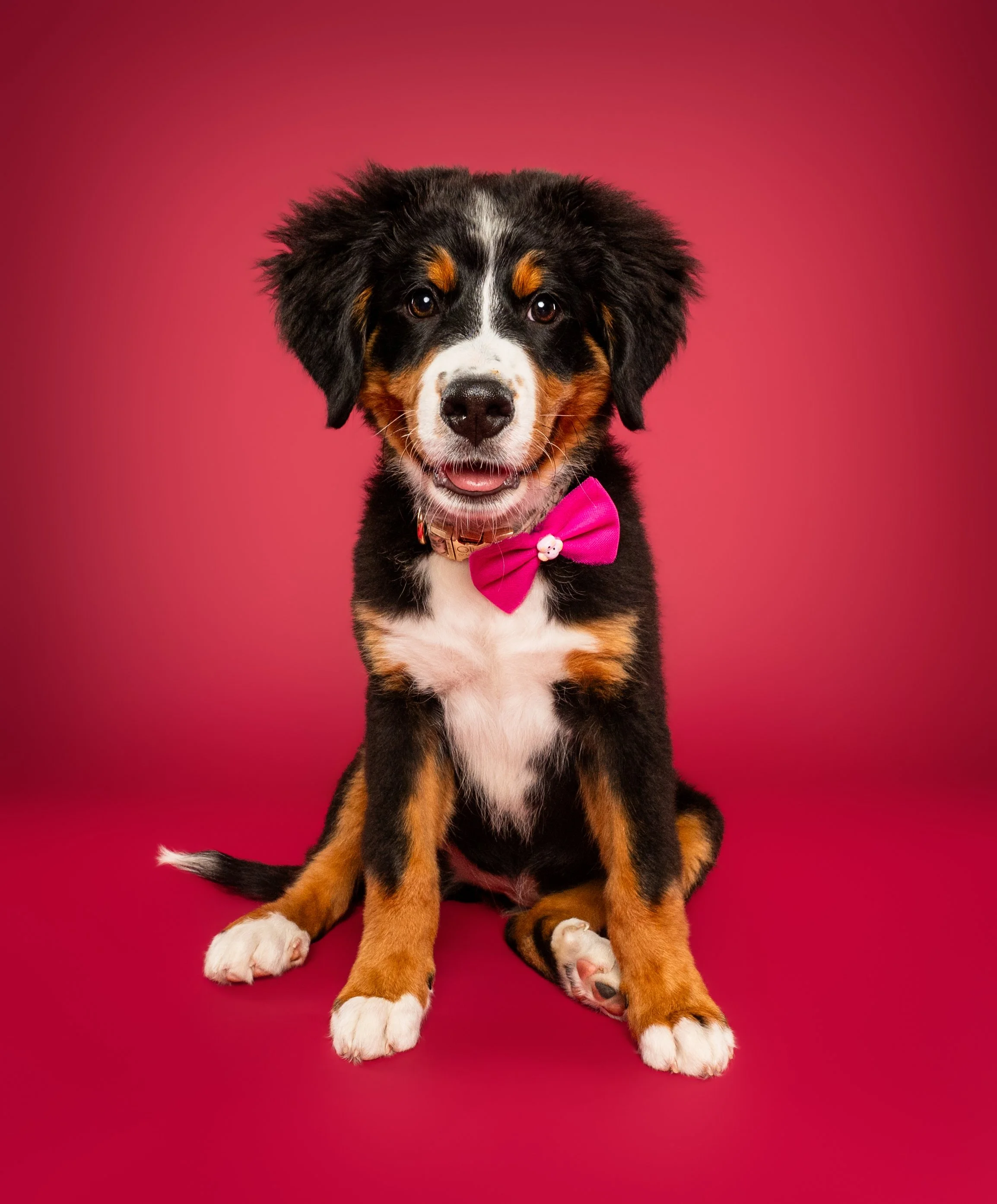Bernese Mountain Dog puppy wearing a pink bow tie against a red background