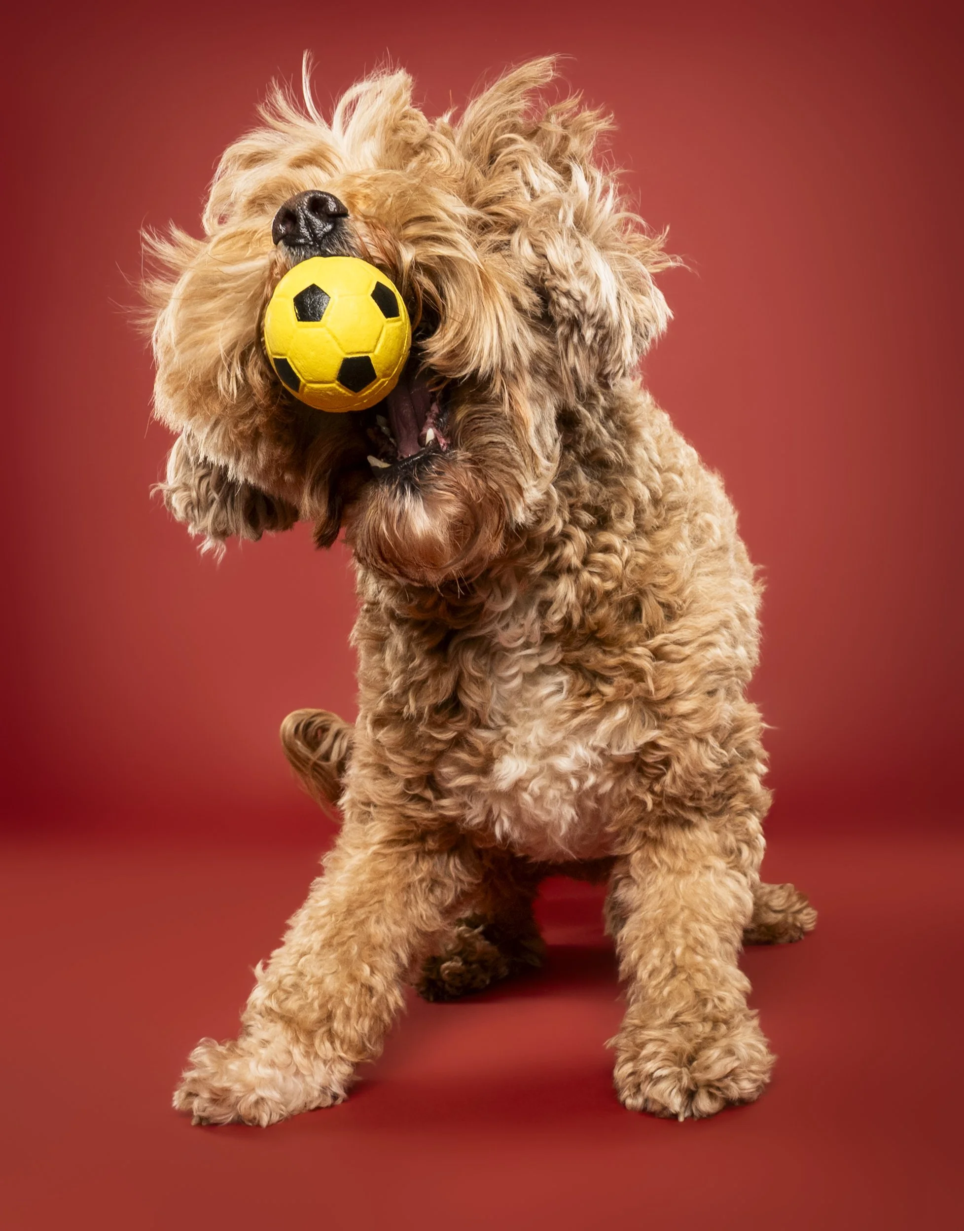 A fluffy, light brown dog with curly fur in mid ball catch against a red background.