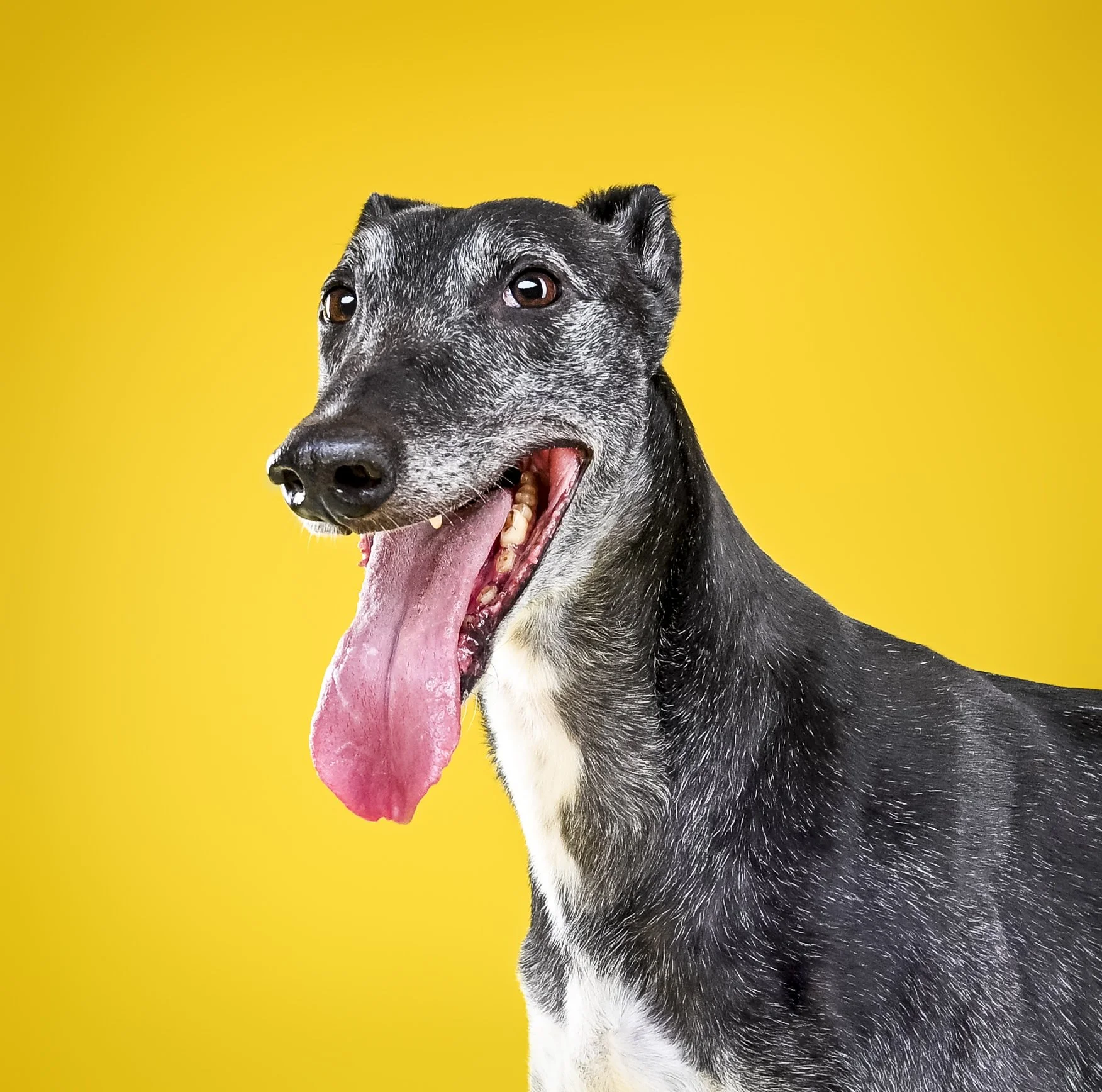 A black and white dog with a long tongue hanging out, on a bright yellow background.