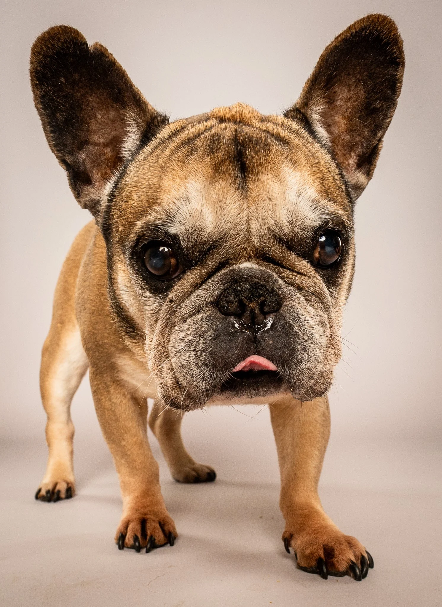 Close-up of a French Bulldog with a fawn coat, black nose, and large pointy ears, standing on a plain neutral background.