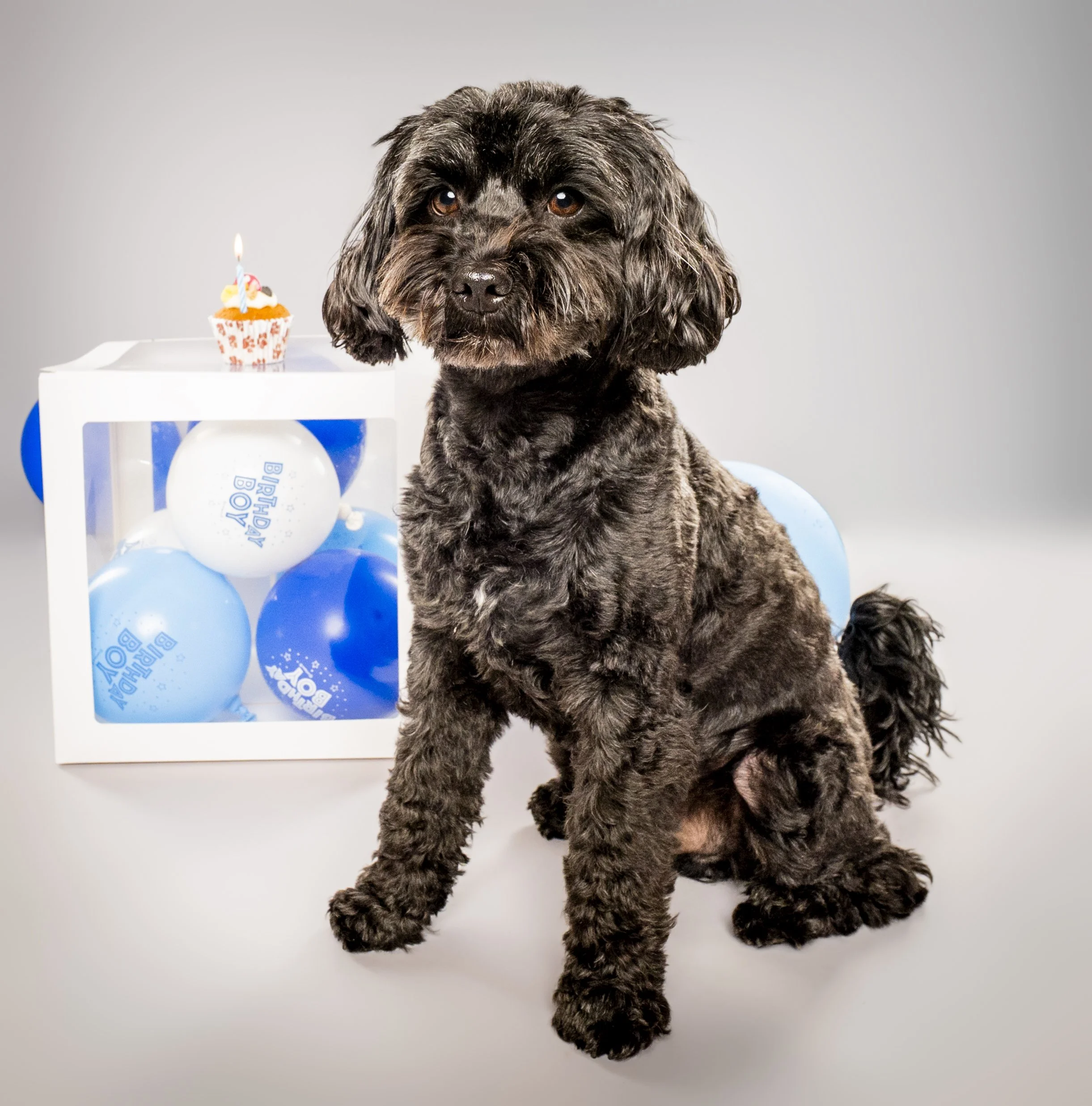 Black curly-haired dog sitting beside a birthday cupcake and blue-and-white balloons