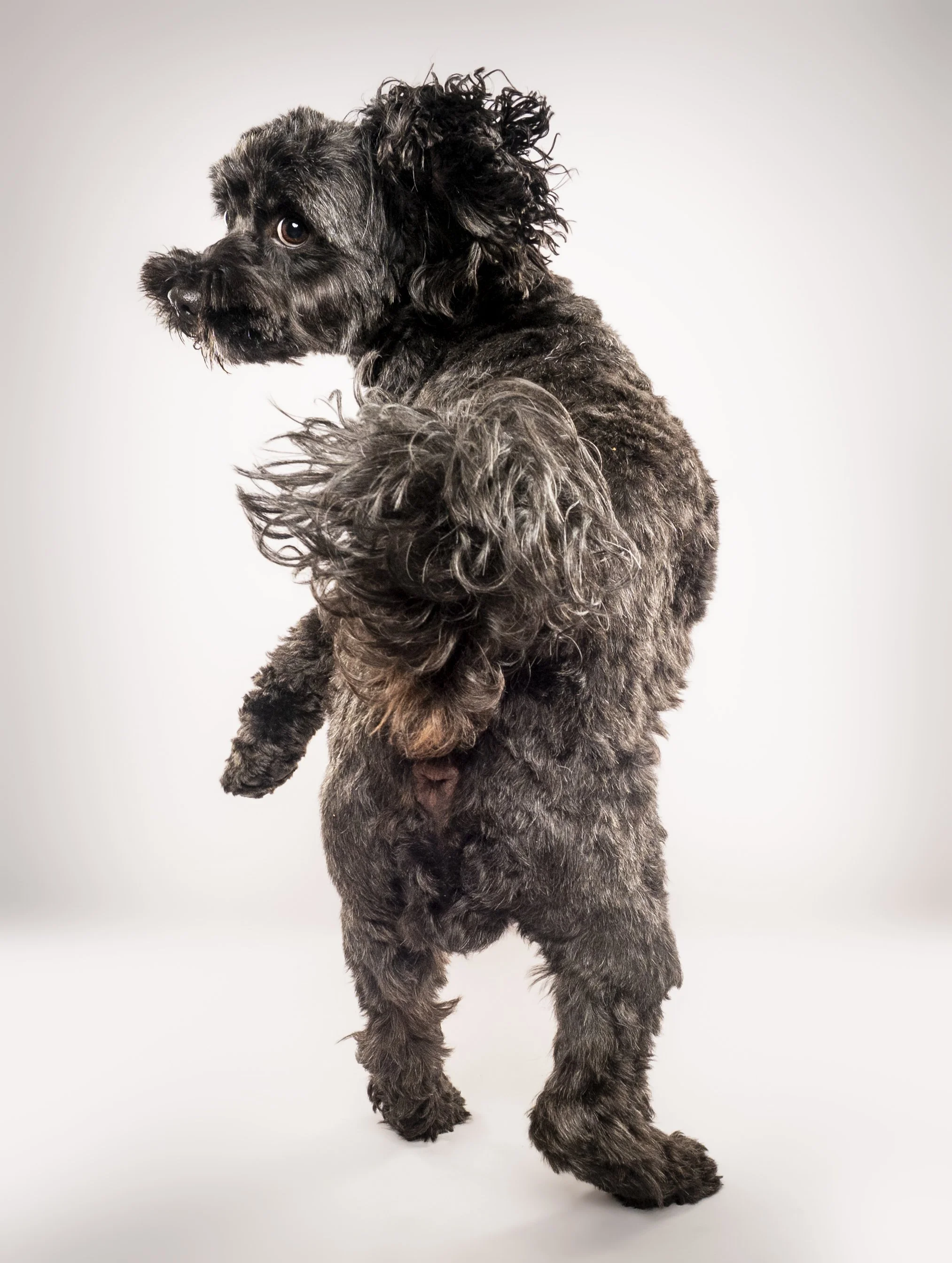 A black and gray curly-coated puppy standing on a white background, turned slightly to the side, looking over its shoulder.