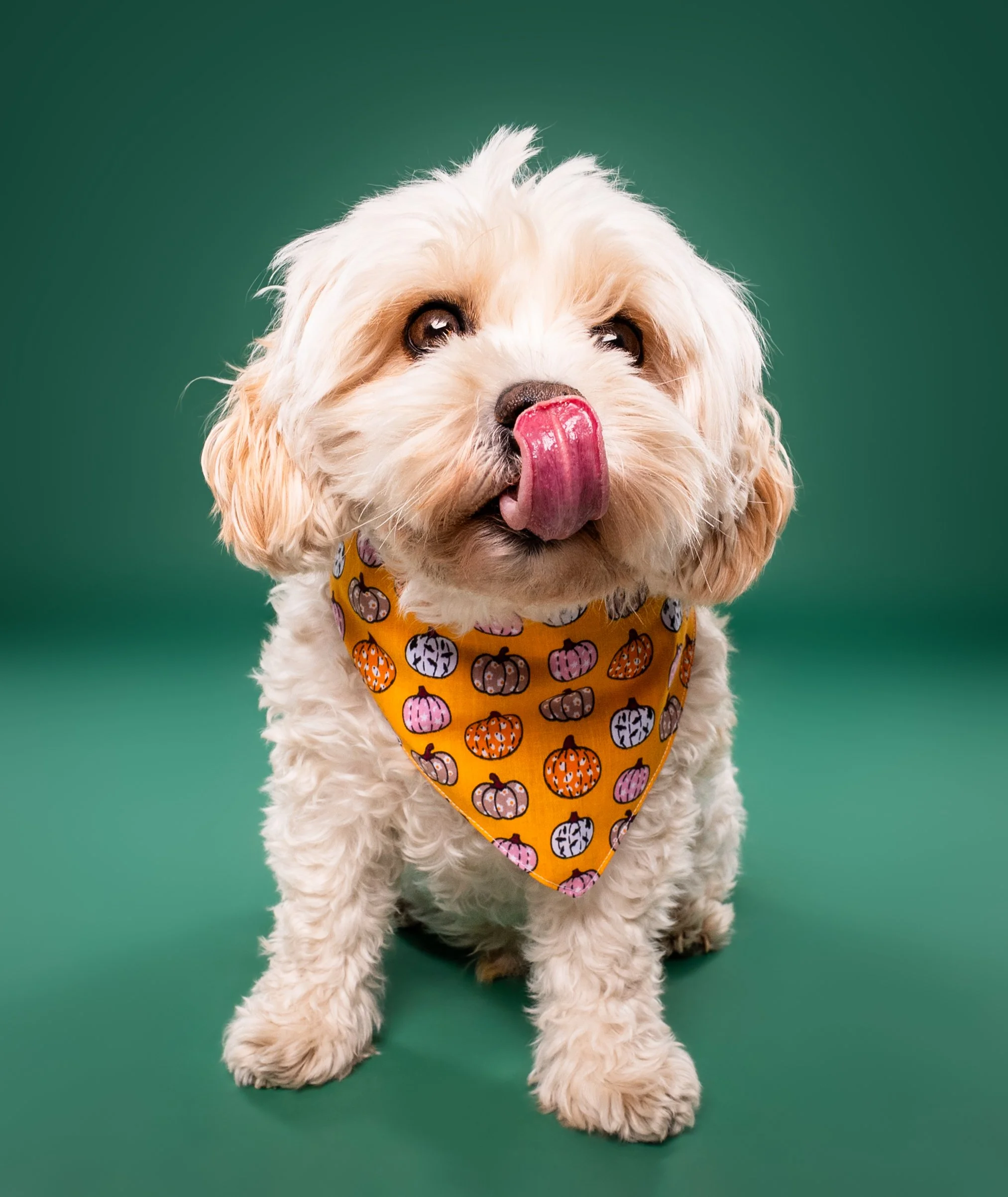 Fluffy cream-colored dog wearing an orange pumpkin-print bandana and licking its nose against a green background