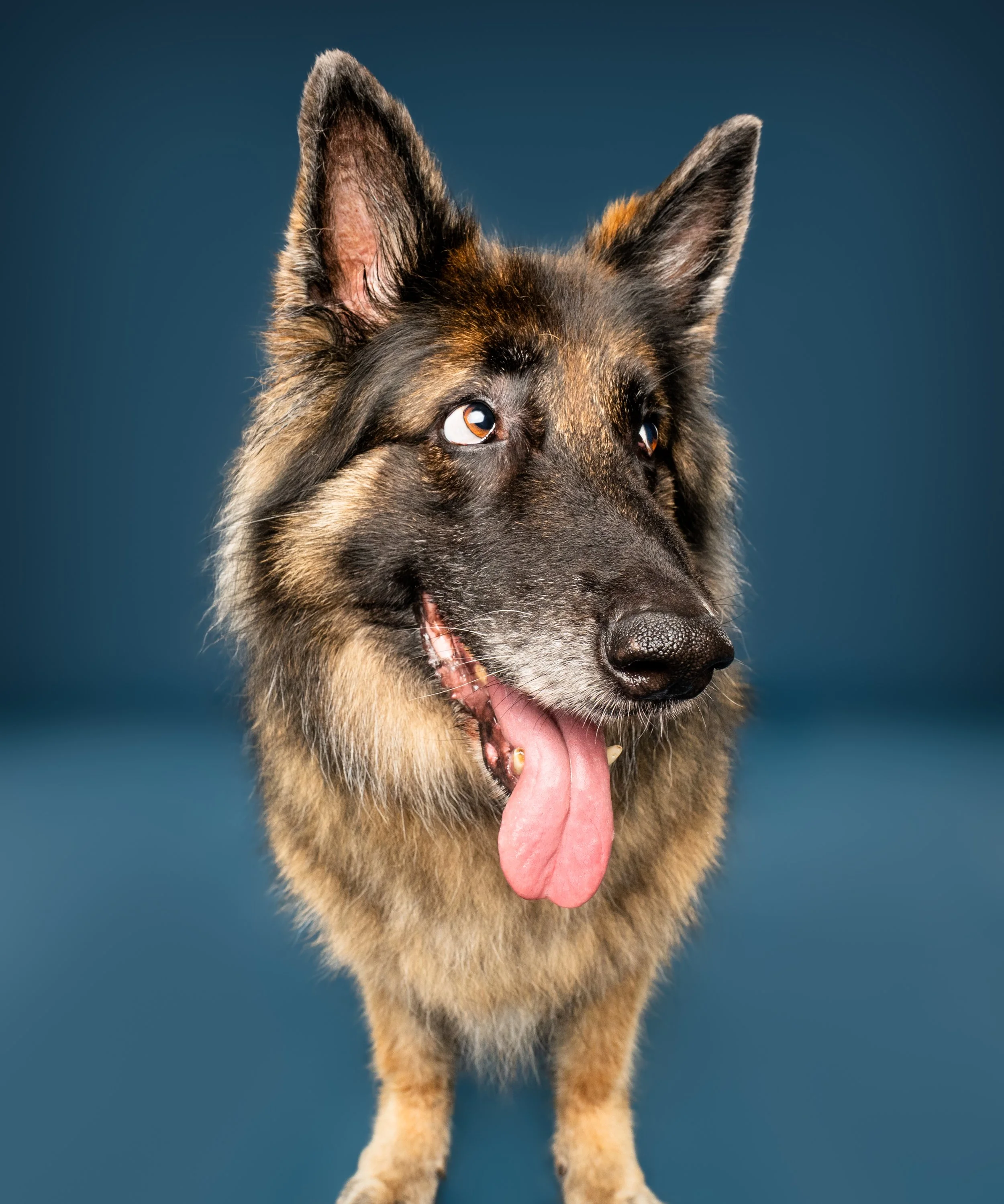 Close-up portrait of a happy German Shepherd dog with its tongue out against a blue background