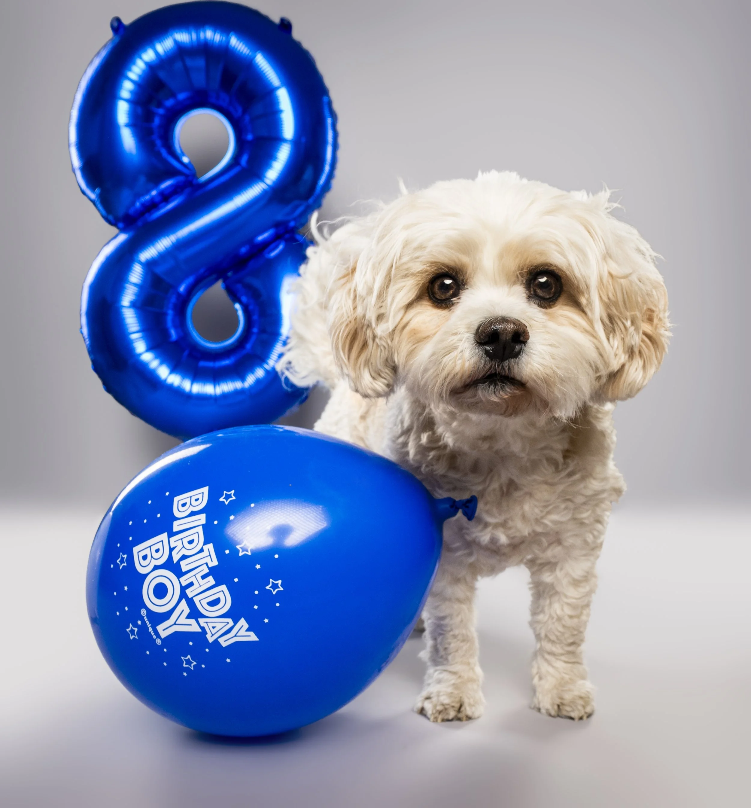A cute white and beige dog with dark eyes and a nose, on a birthday shoot, standing next to blue helium balloons that say 'Birthday Boy' in white letters with stars and confetti printed on them.