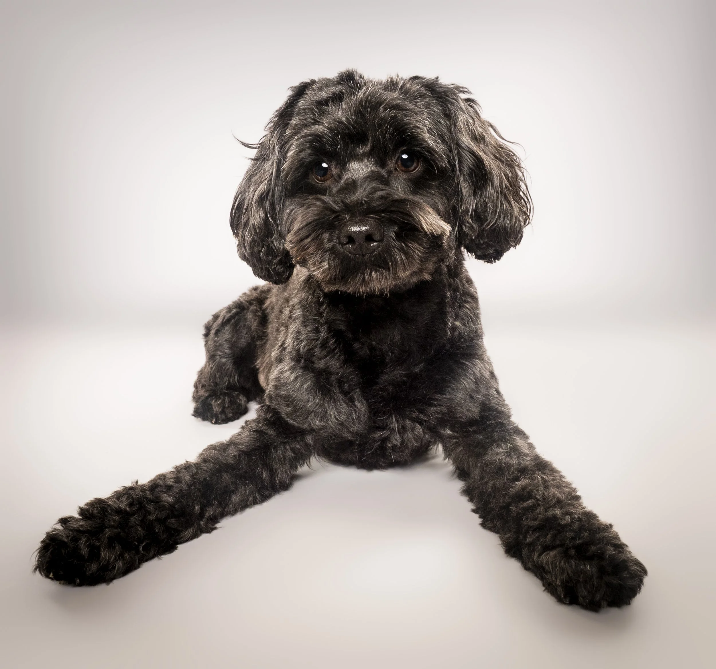 Cute black puppy with fluffy fur lying down on a white background.