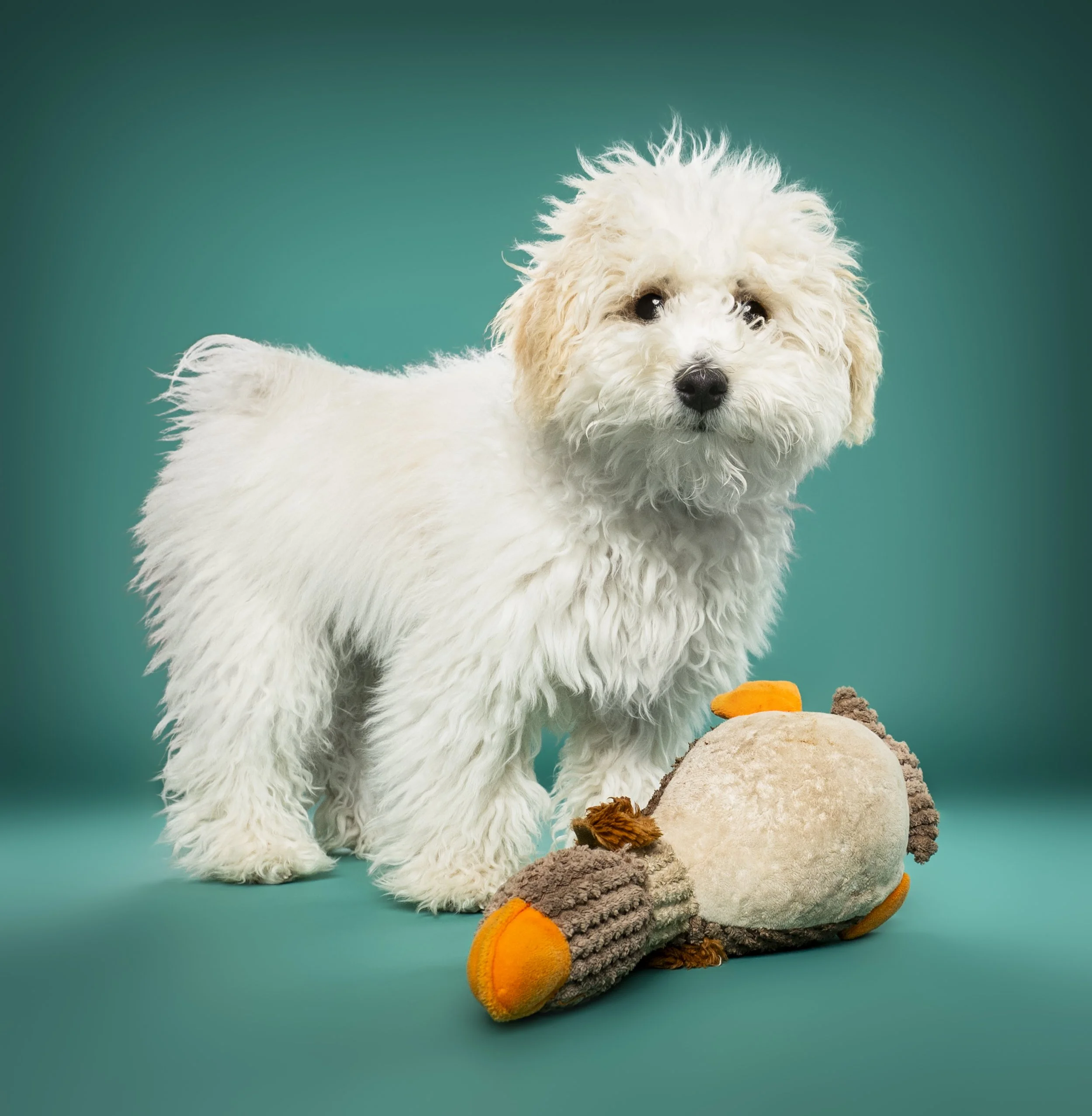 A white, curly-haired puppy with dark eyes and nose, standing on a teal background near a plush stuffed animal that resembles a duck with orange beak and feet.