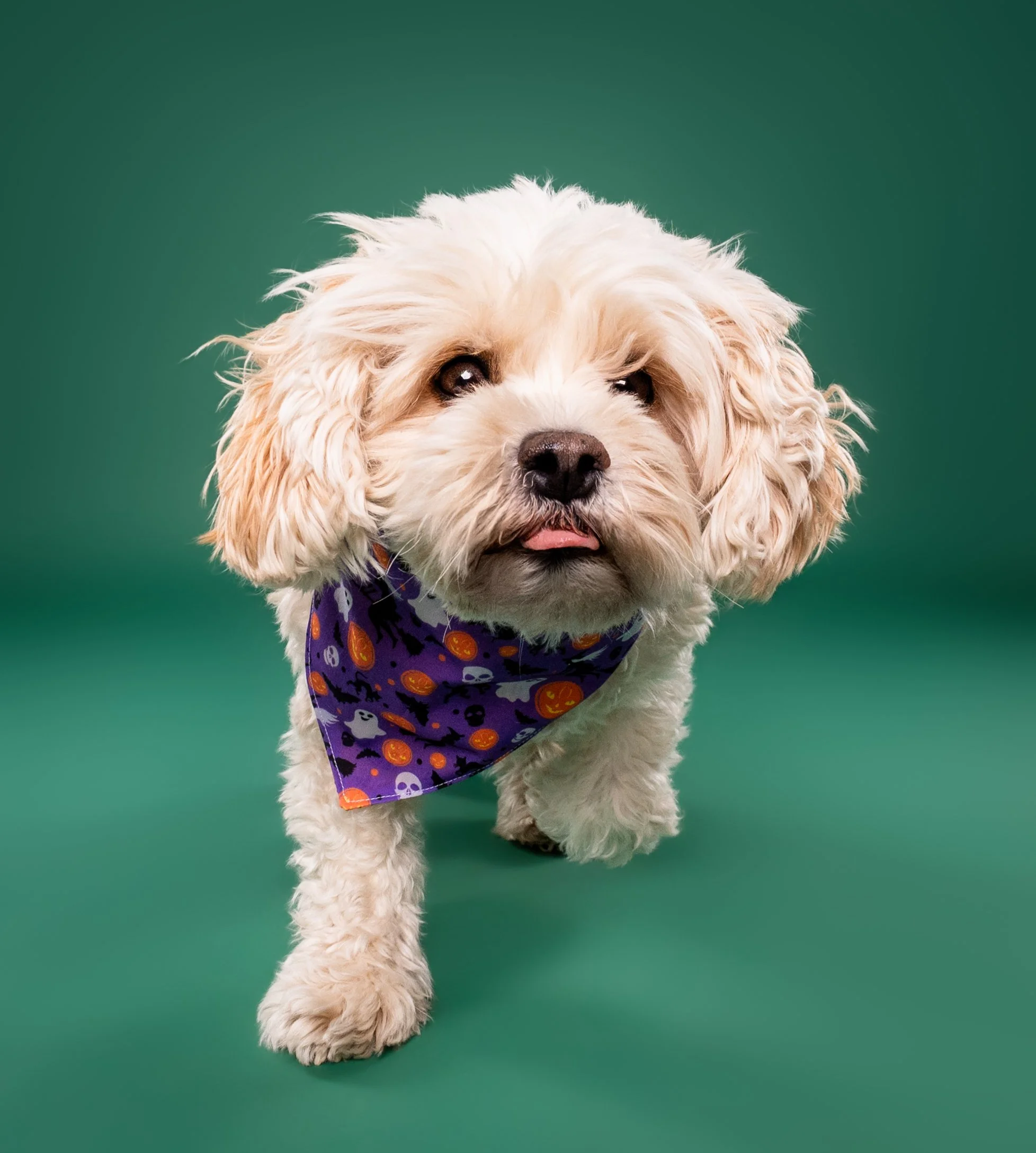 Fluffy cream-colored dog wearing a purple Halloween bandana against a green background
