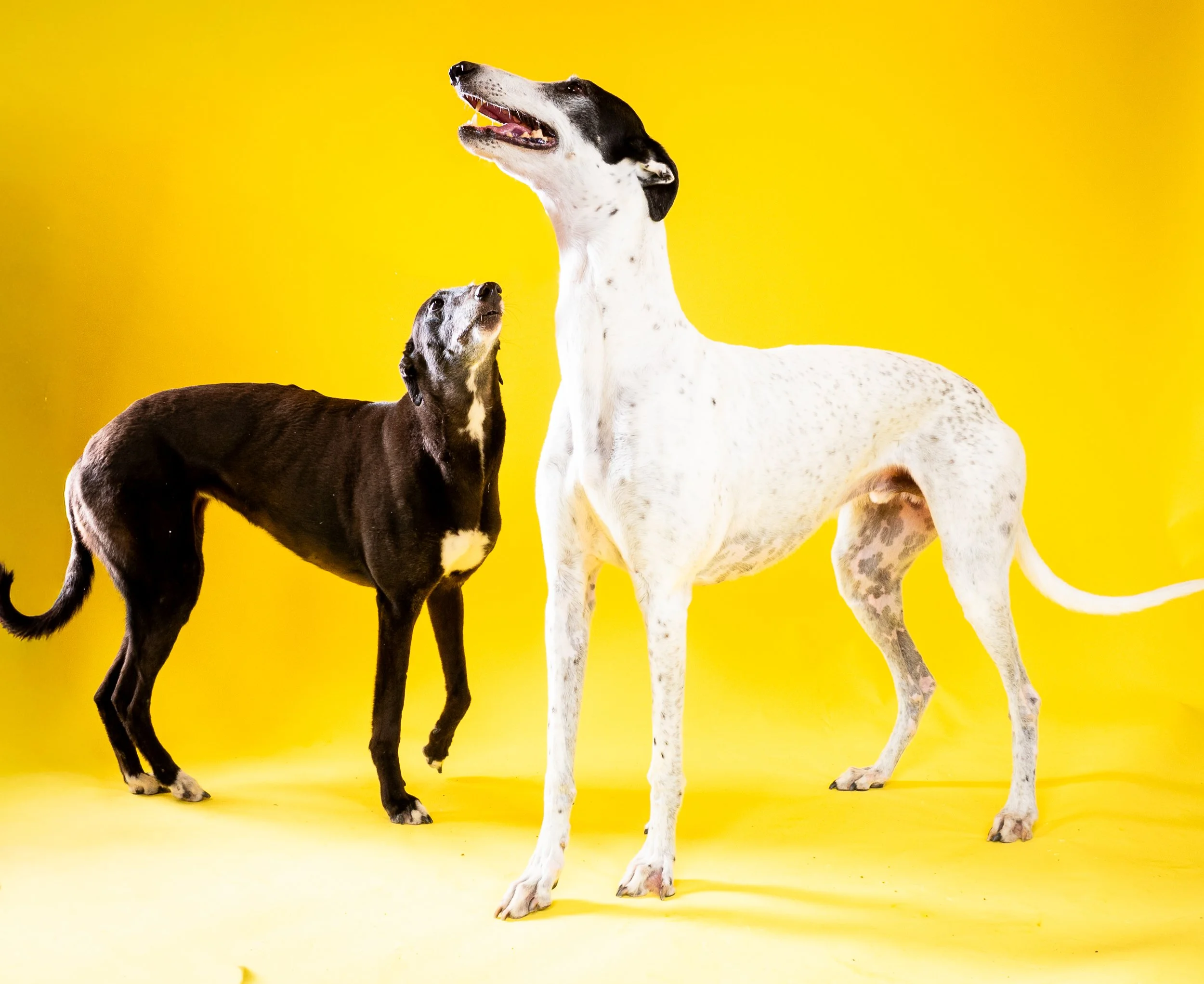 Two dogs, one black and white and the other brown and white, standing on a yellow background.