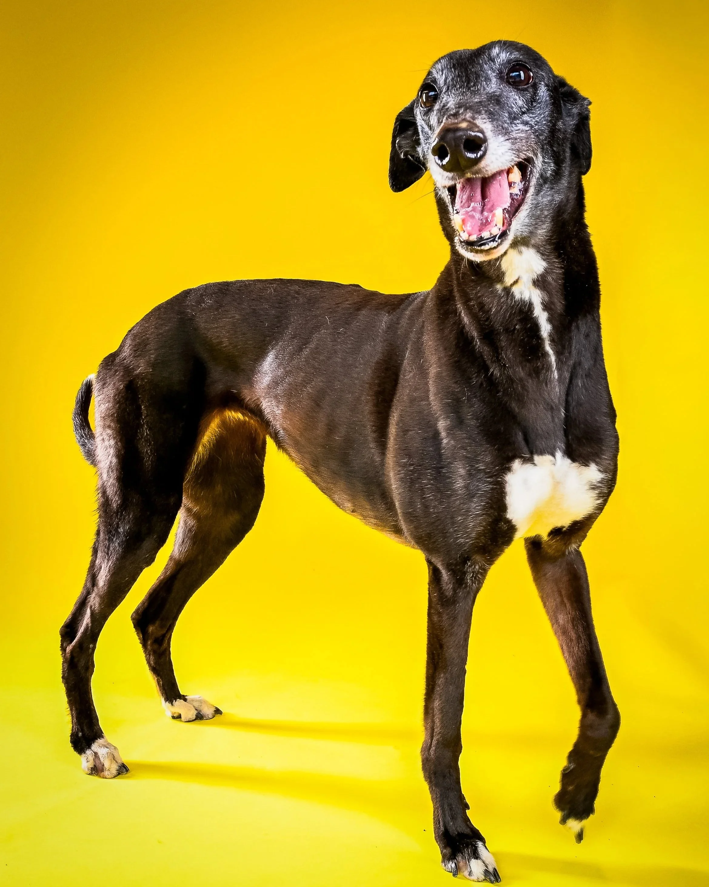 A black and white dachshund standing on a yellow background, with its mouth open and tongue slightly out, looking happy.