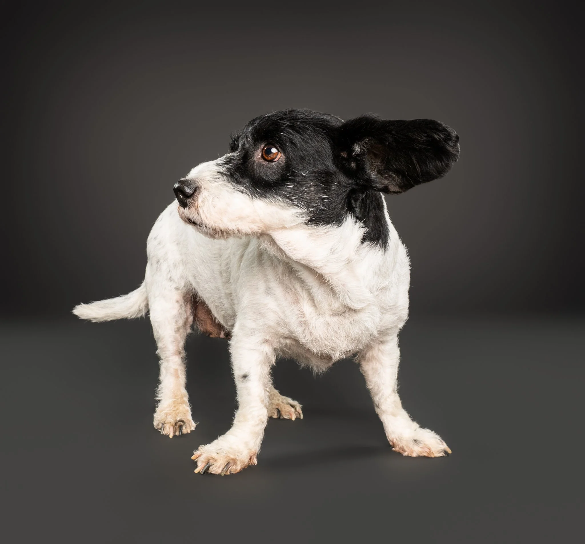 Black-and-white wirehaired dog standing against a dark studio background