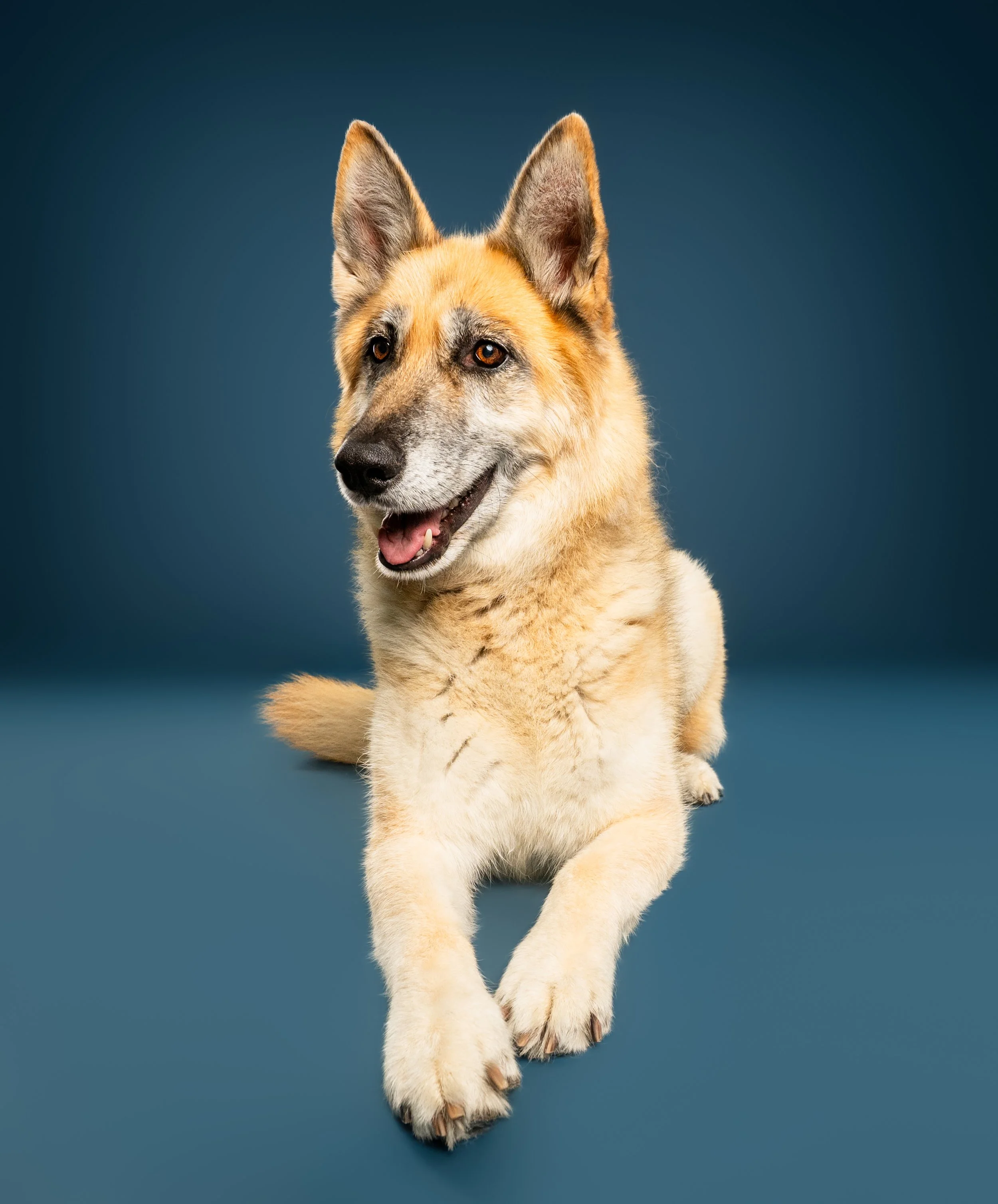 Smiling German Shepherd dog lying with its front paws crossed against a blue background