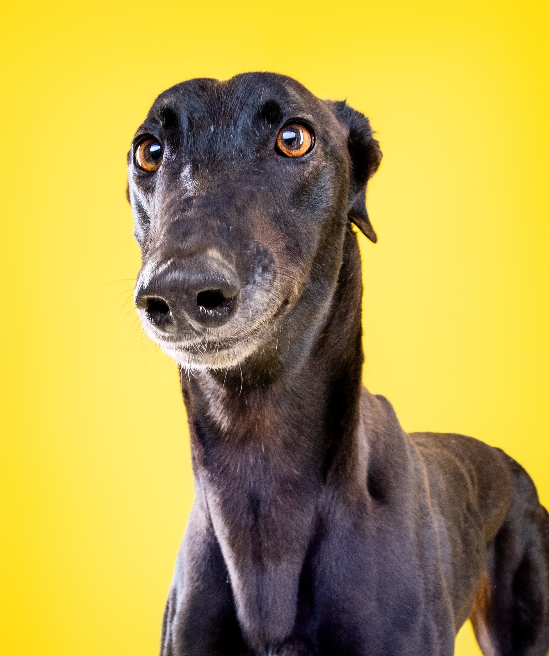 Close-up of a black dog with brown eyes against a bright yellow background.