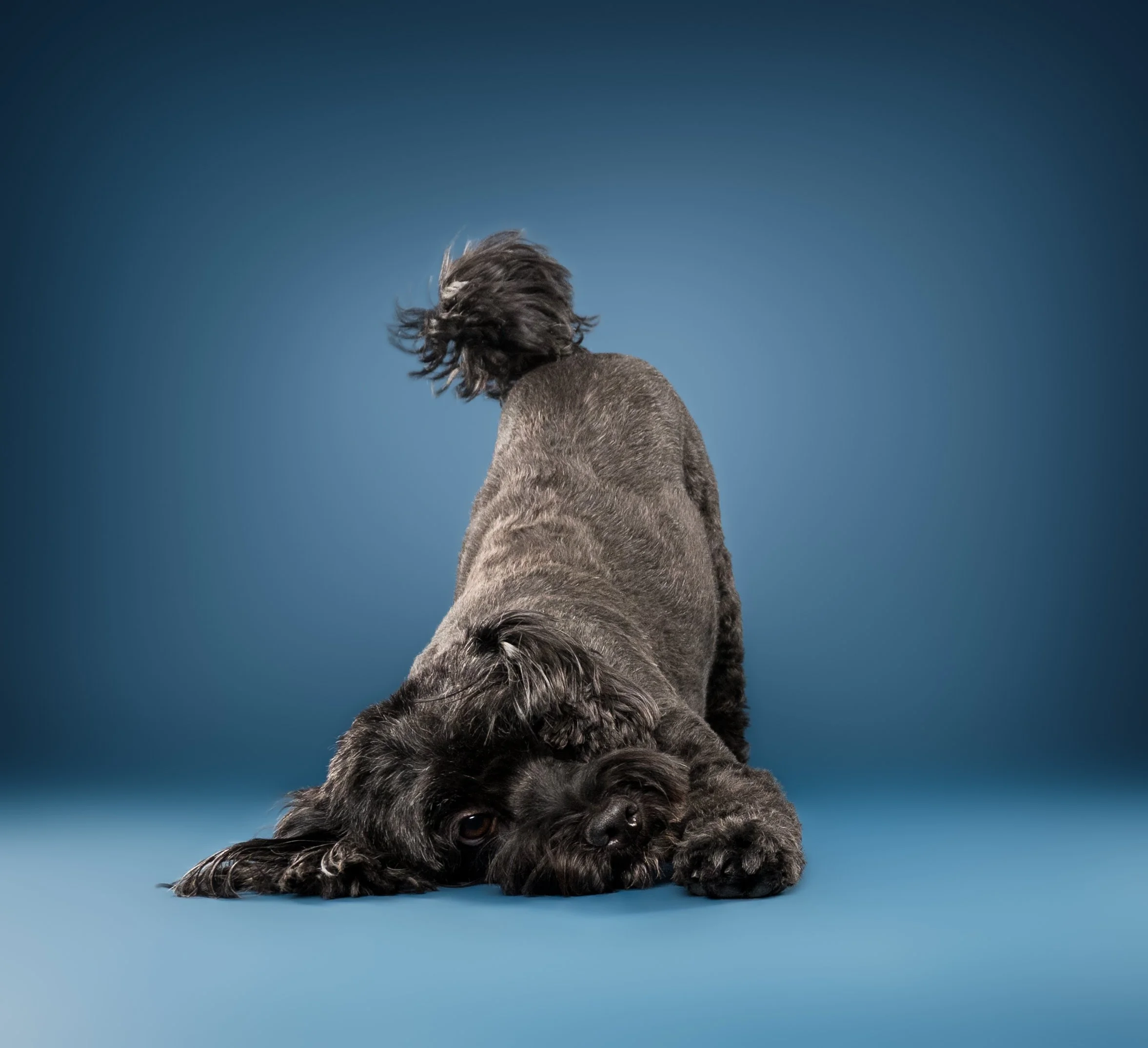 Black shaggy dog lying on a blue floor against a blue background