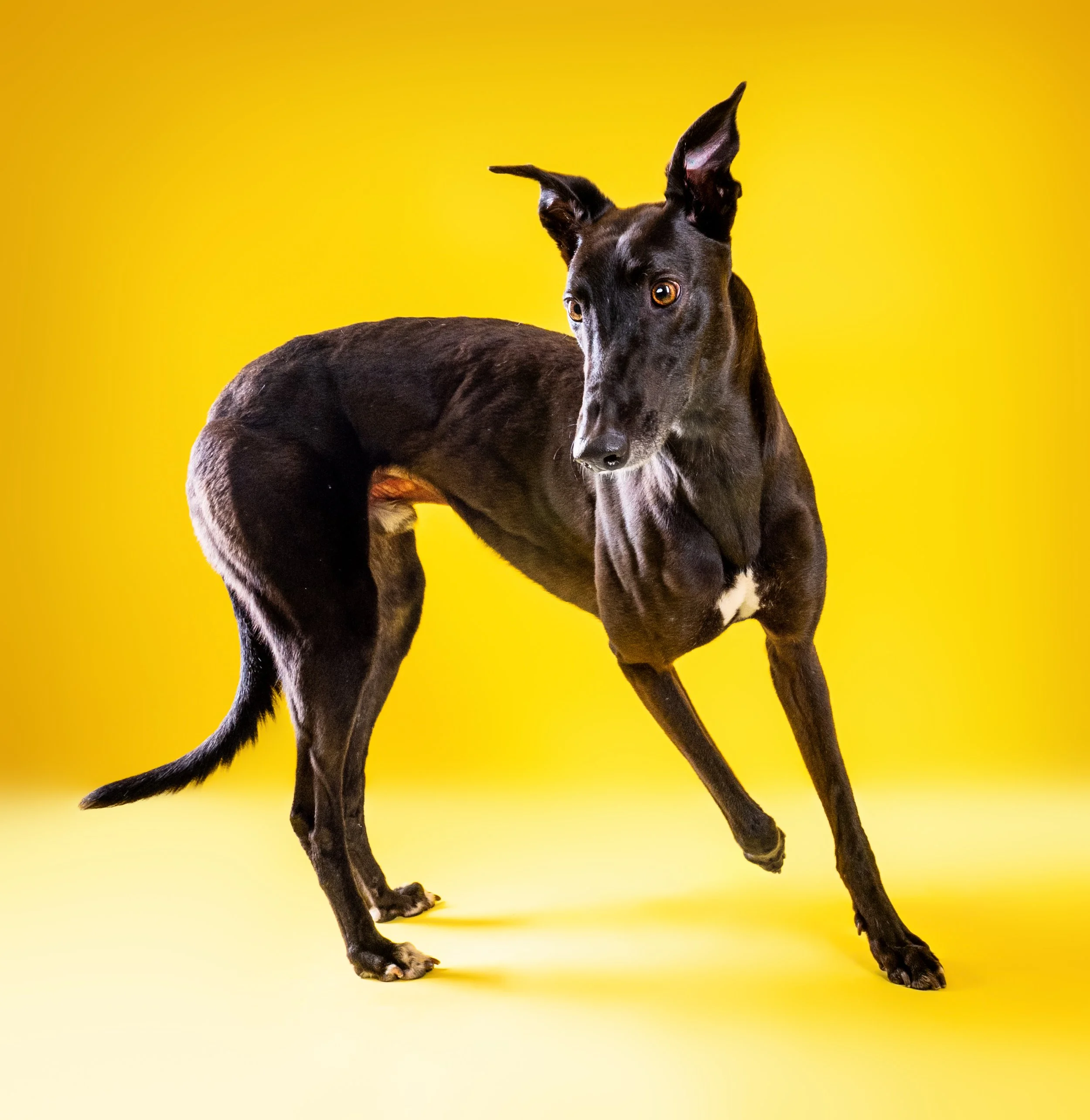 Black dog with large ears sitting against a bright yellow background.