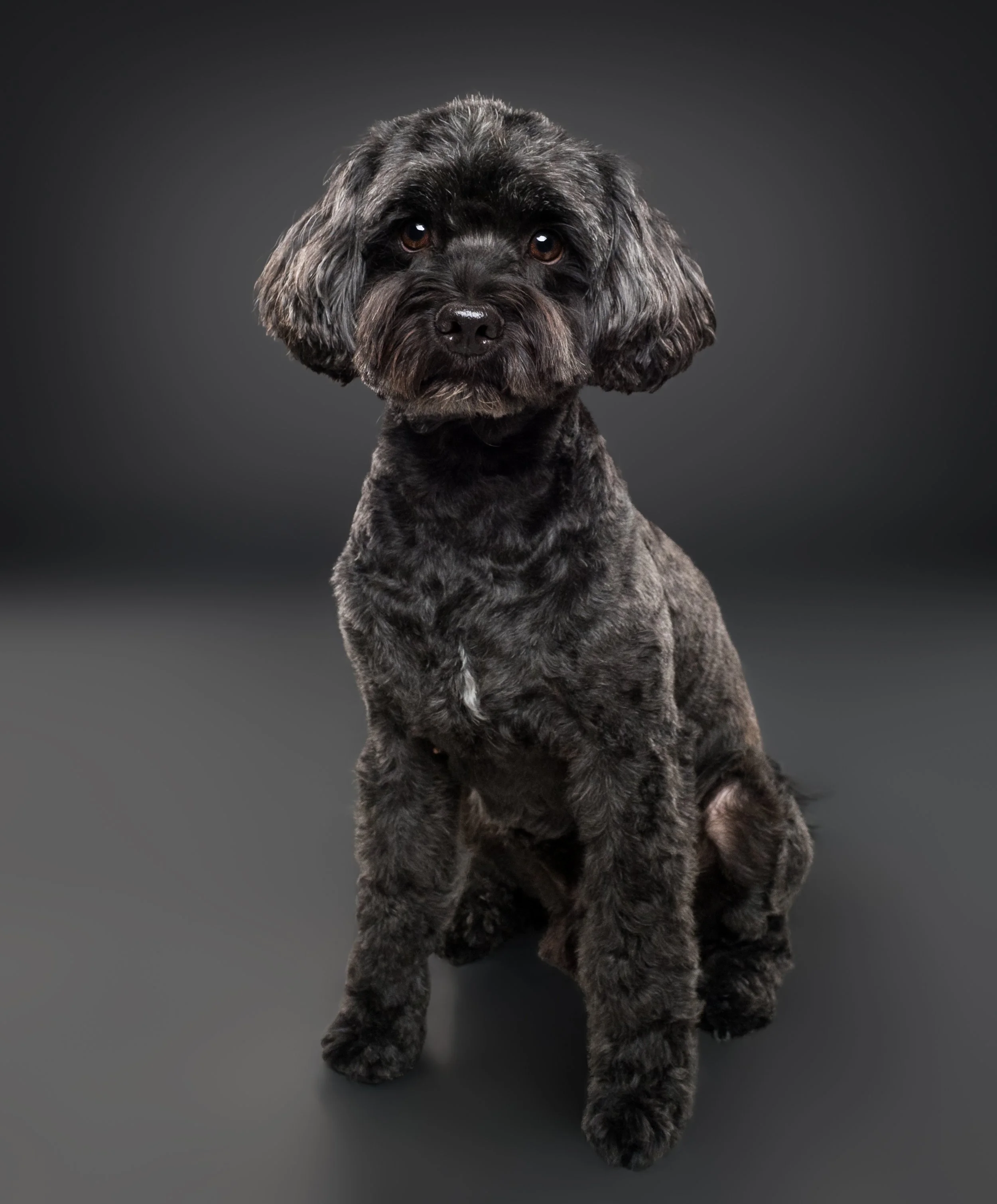 Black curly-haired dog sitting against a dark gray background