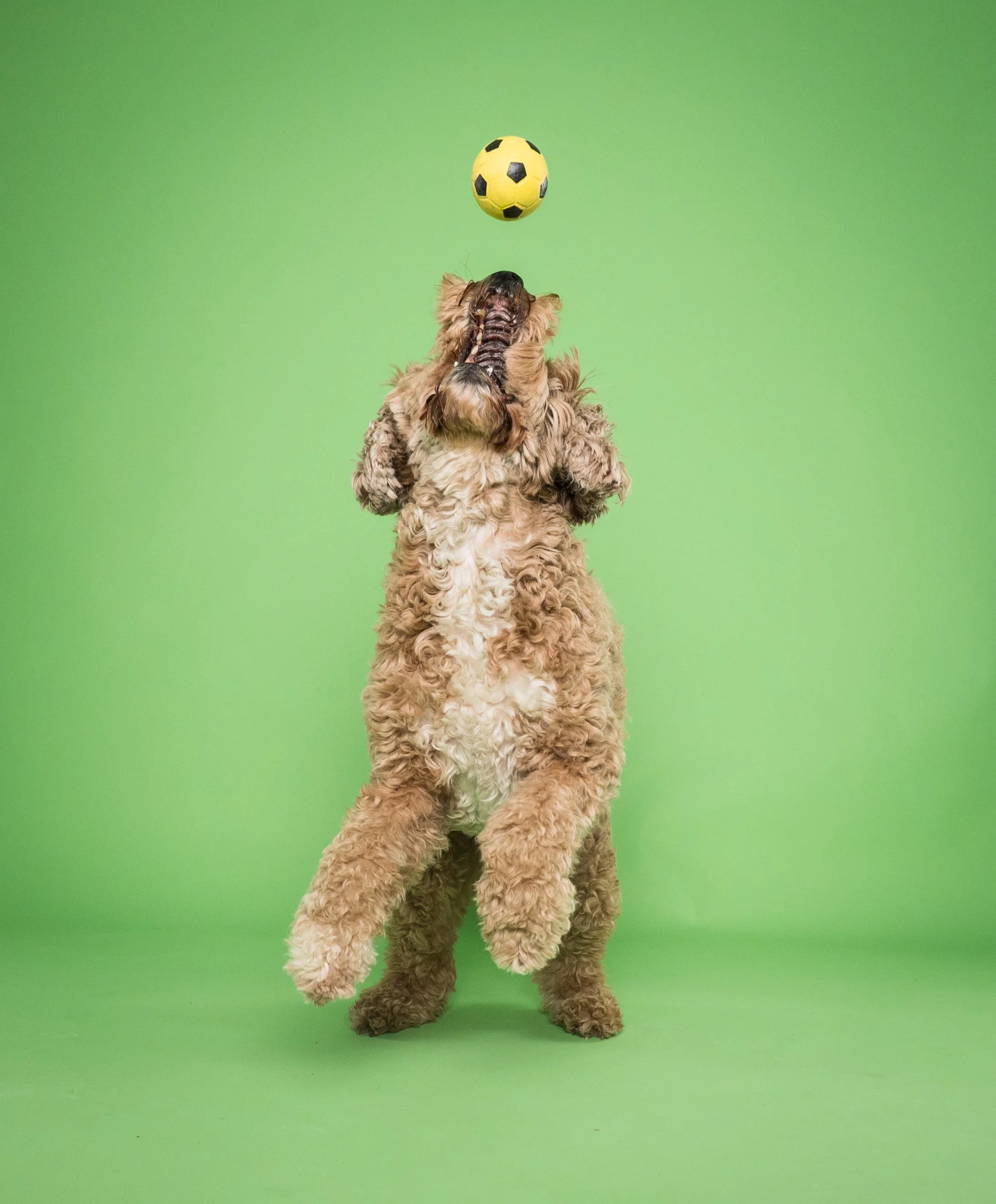 Curly-haired dog looking up at a yellow soccer ball against a green background