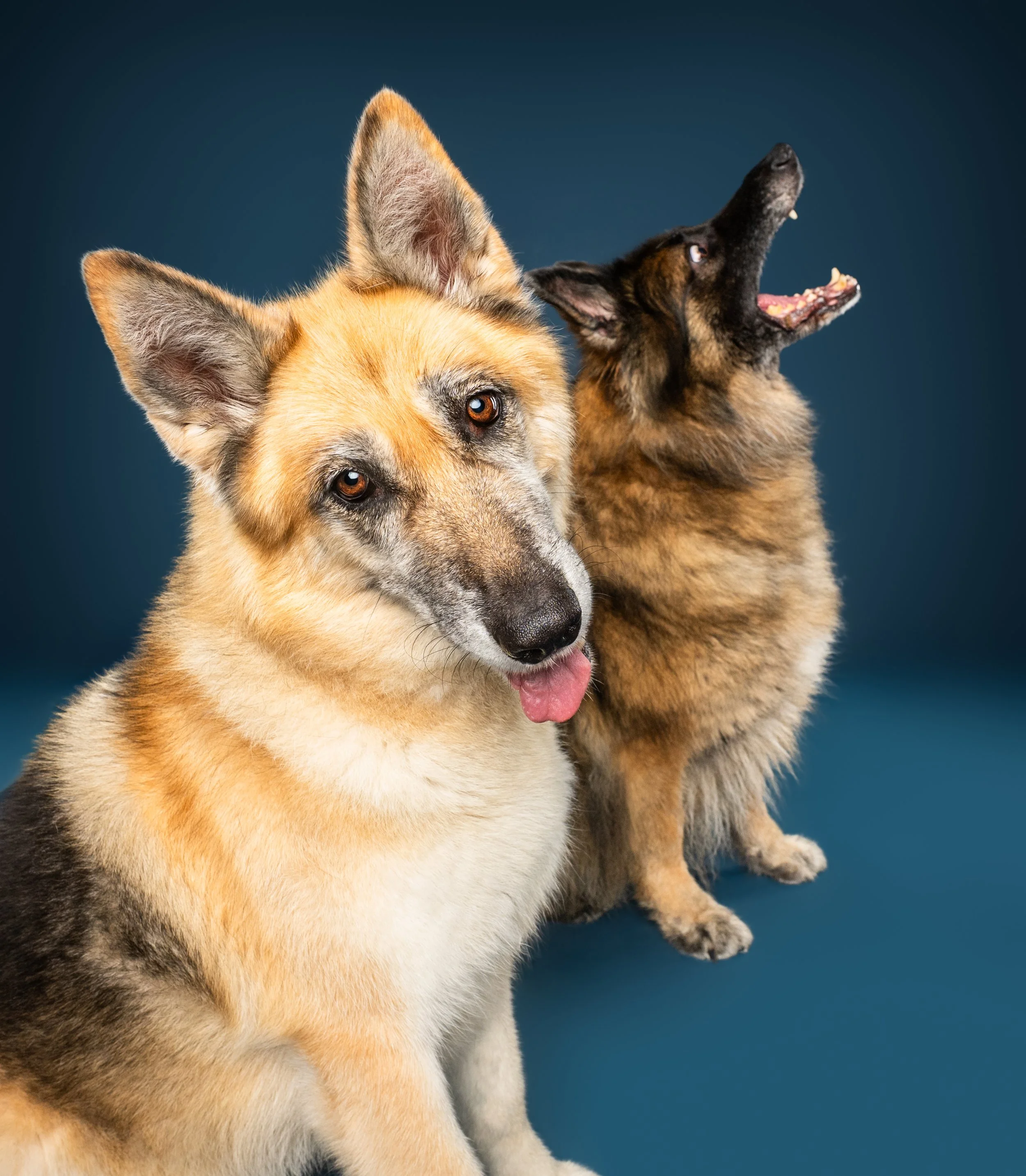 Two African wild dogs, one facing the camera and another yawning behind it