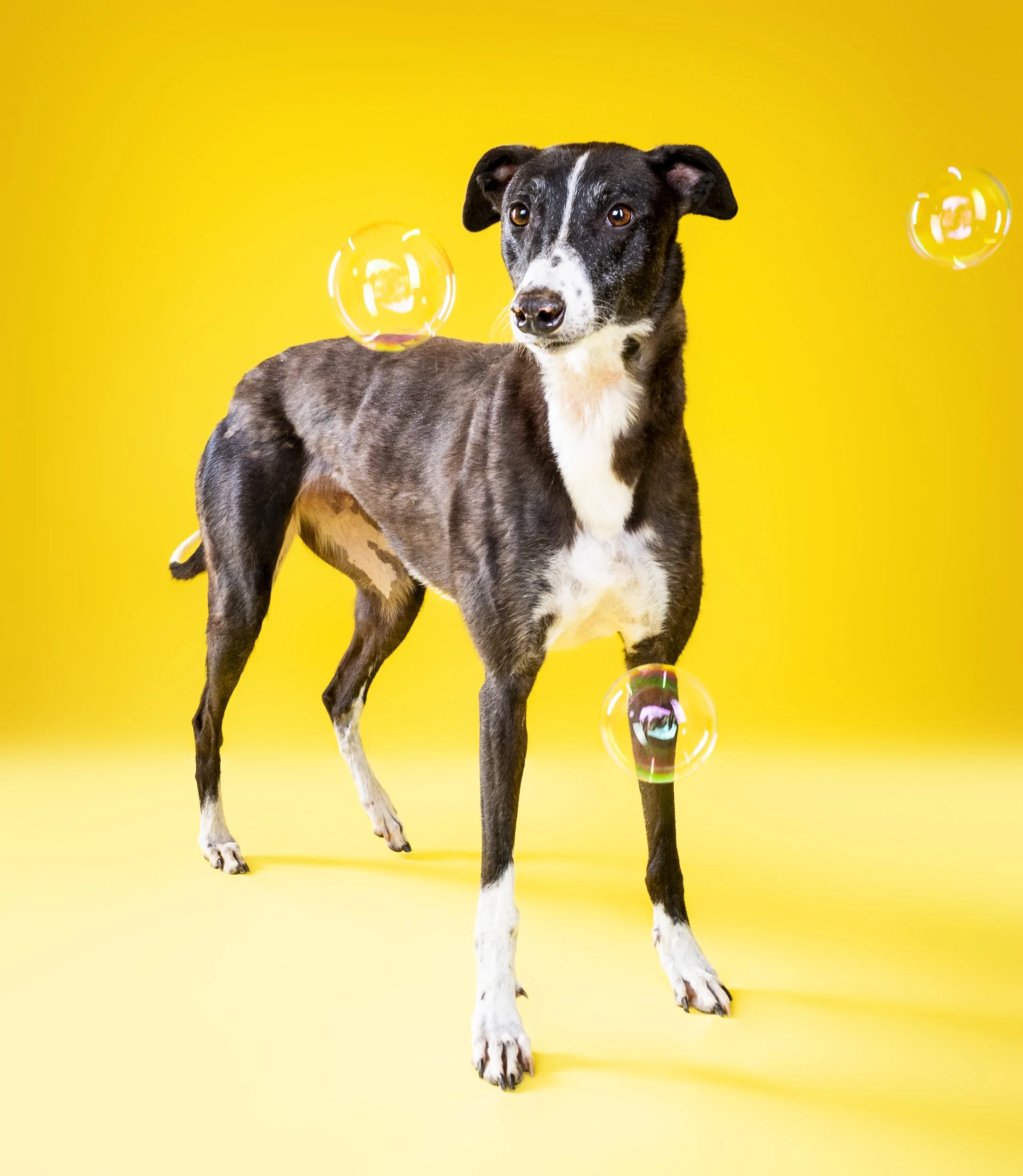 Black and white dog standing against a yellow background with floating soap bubbles.