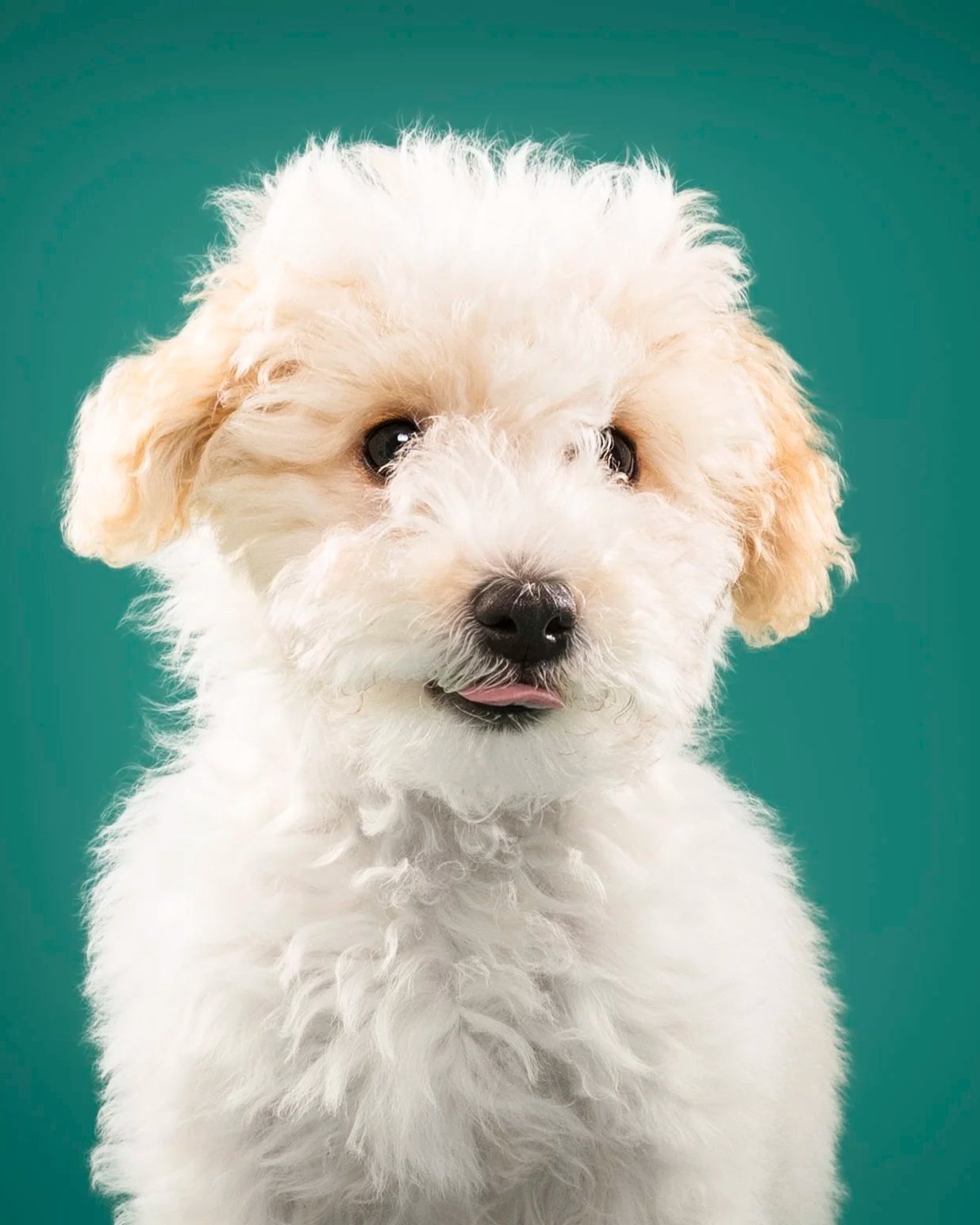 Close-up of a fluffy white puppy with curly fur, dark eyes, and a partially sticking out tongue, against a teal background.