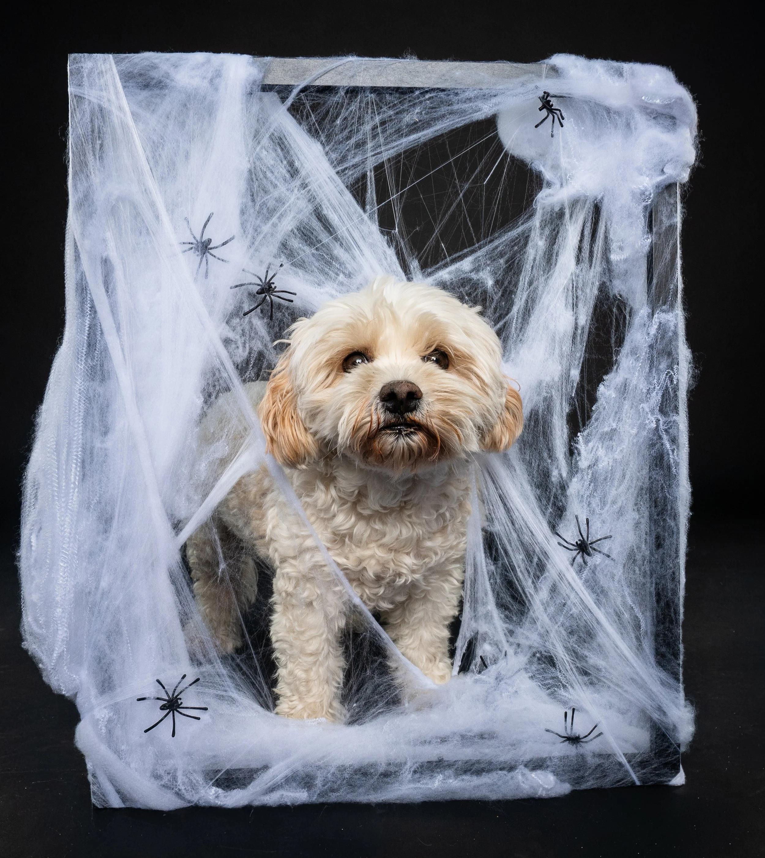 Fluffy cream-colored dog surrounded by Halloween spiderwebs and black spiders against a dark background