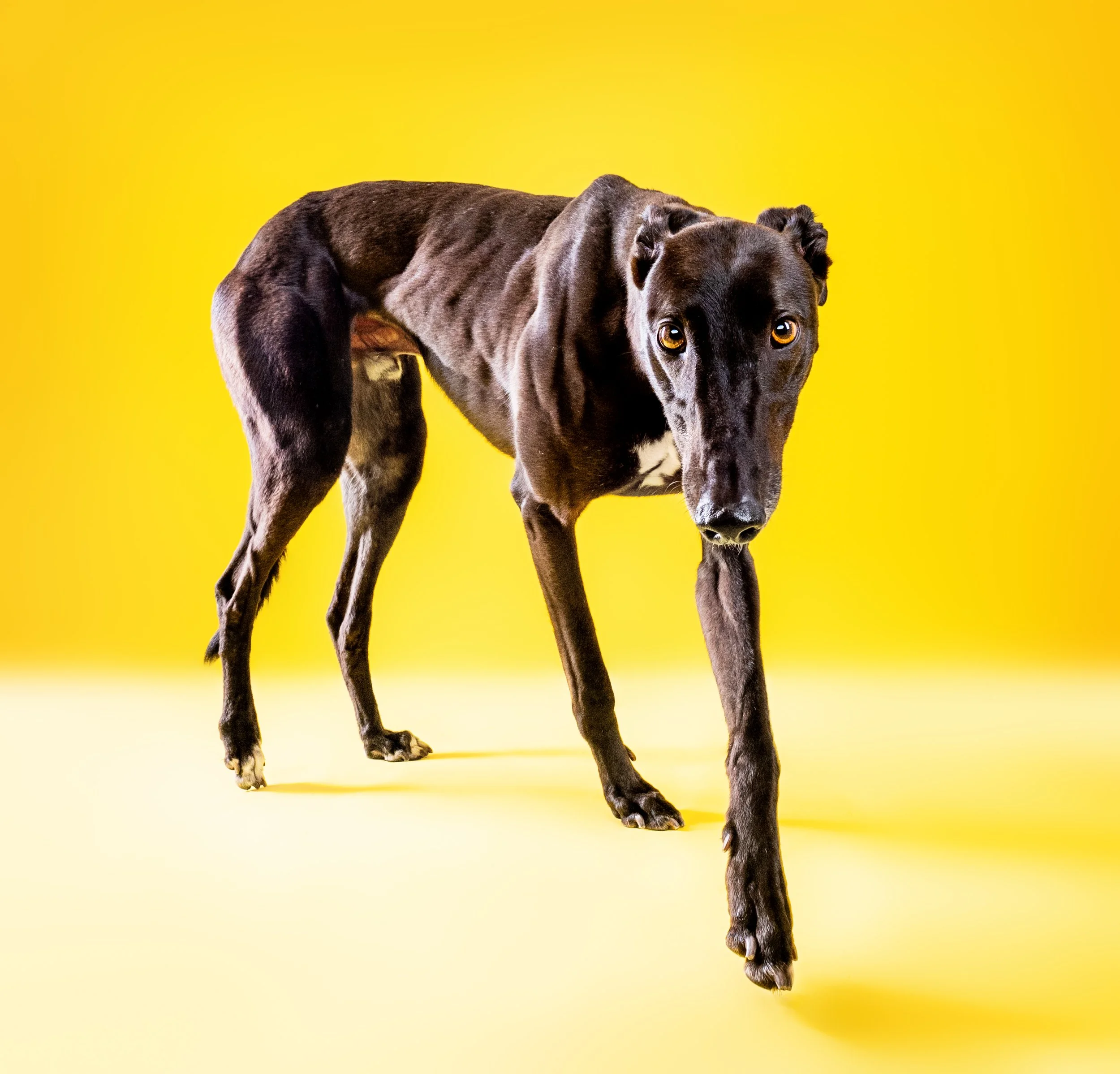 A black greyhound standing on a yellow background, with piercing yellow eyes and a sleek, muscular body.