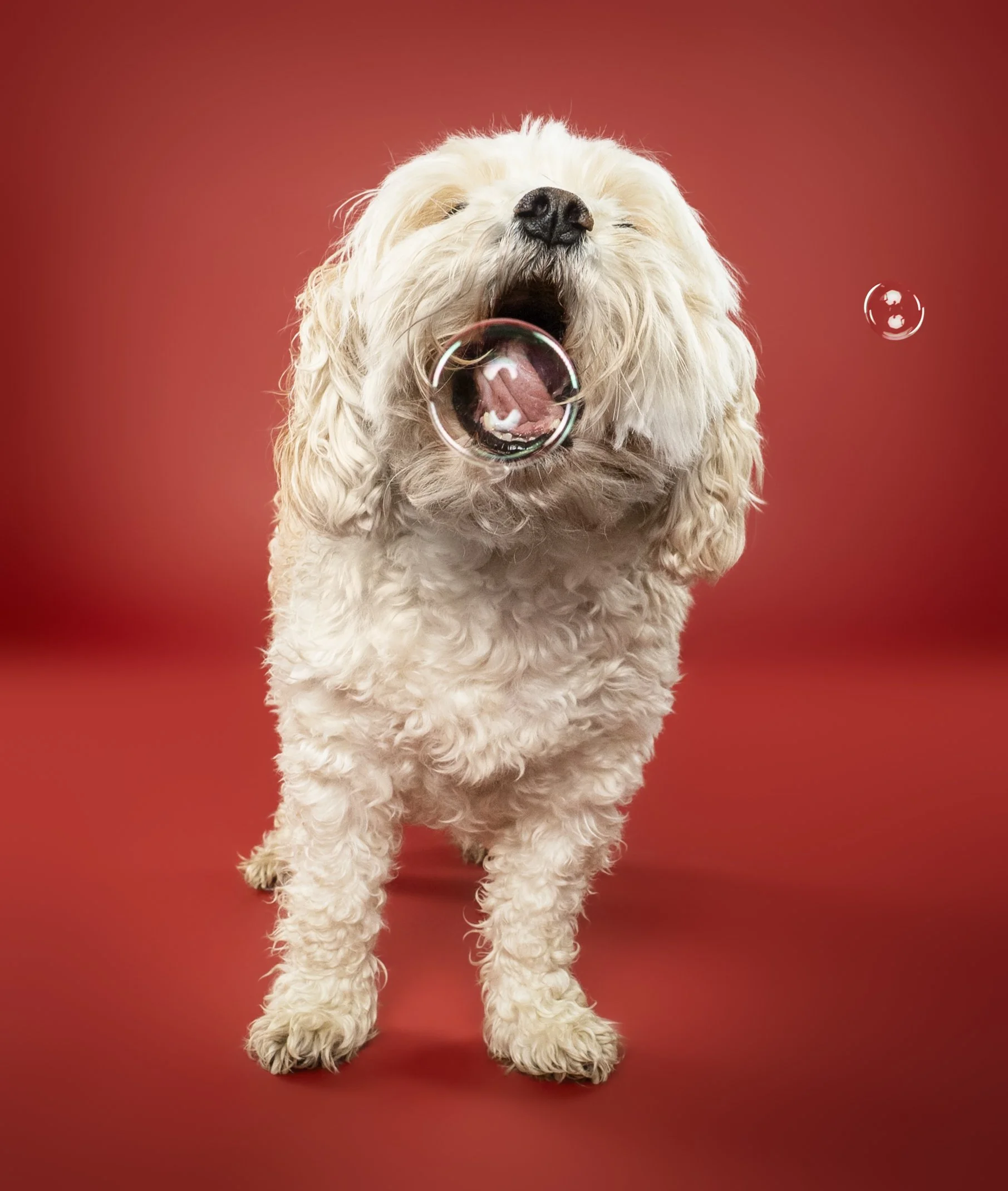 A fluffy white dog with long hair yawning with an open mouth, standing on a red background.