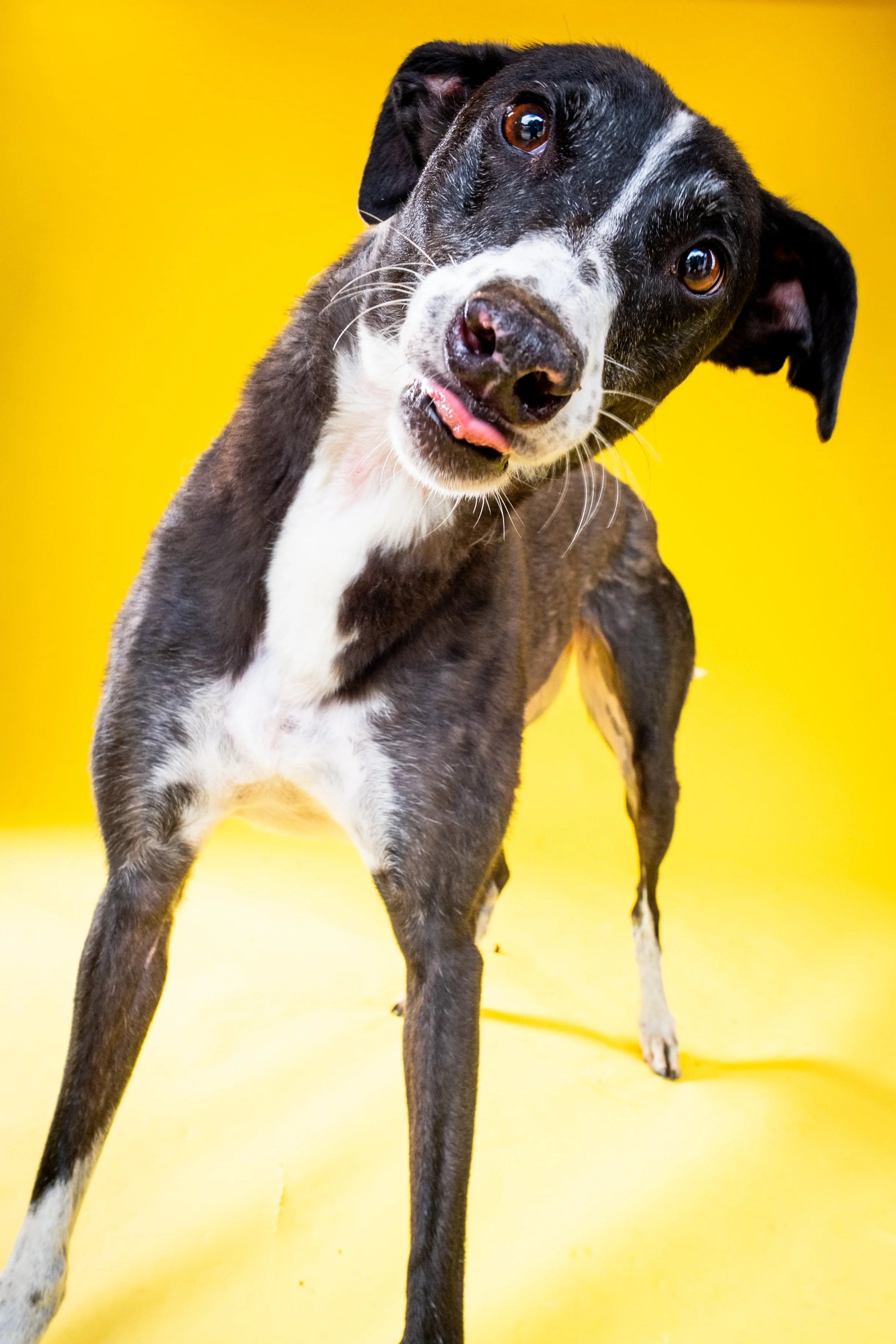 A black and white dog with brown eyes standing against a bright yellow background, tilting its head to the side.