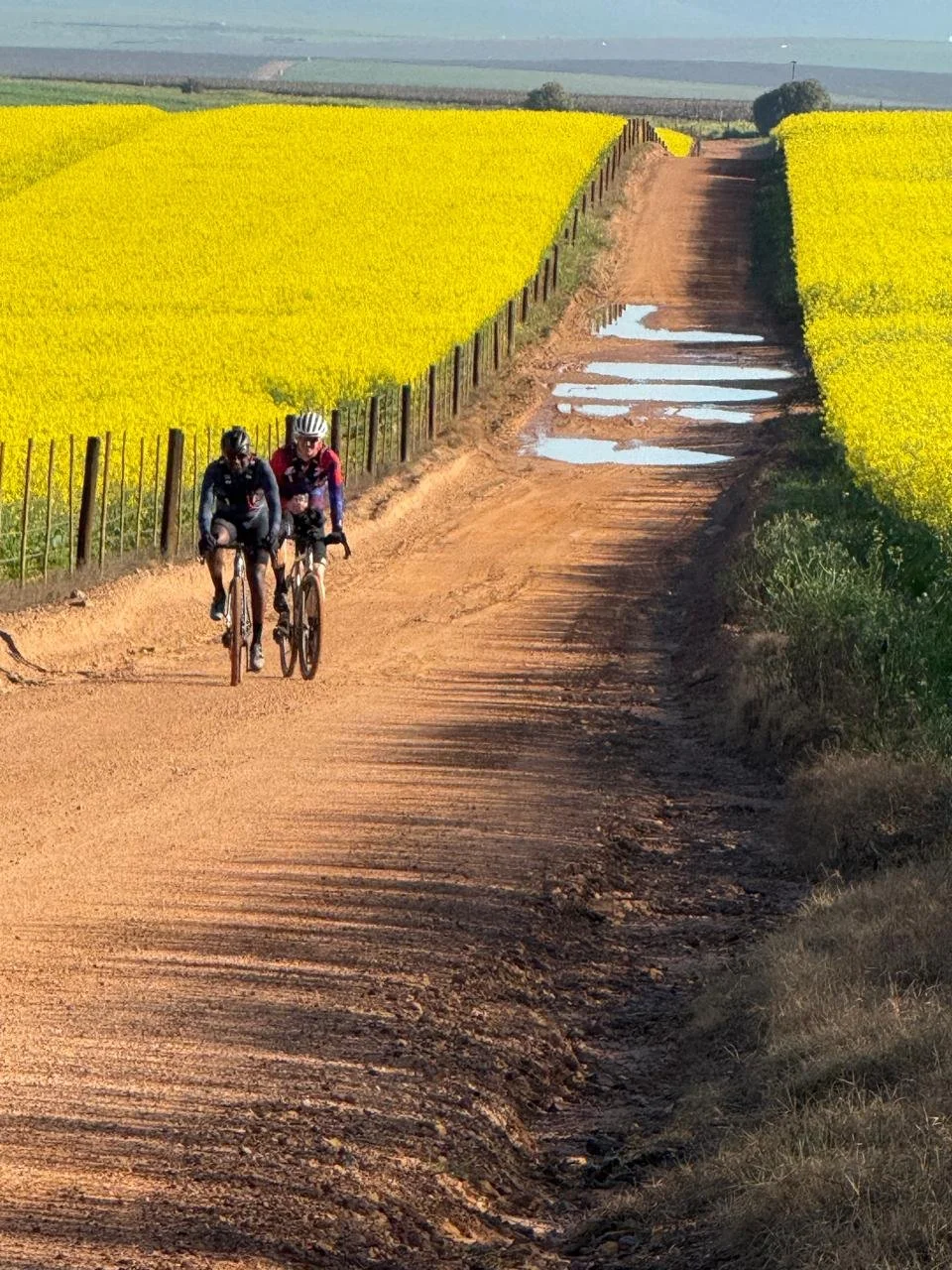 Two cyclists riding on a dirt road through yellow-flowered fields on a sunny day.