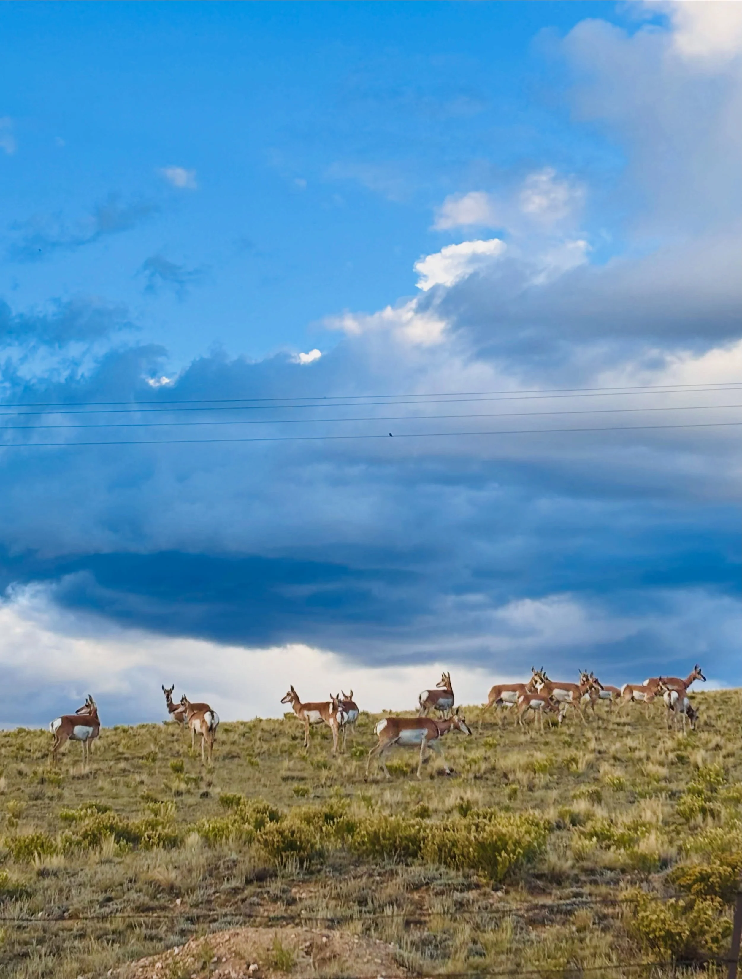 Pronghorn herds + fall sunsets = the most beautiful weekend up at the Kenosha Cabin! #colorado #cabingetaway #cabin #southpark #parkcounty