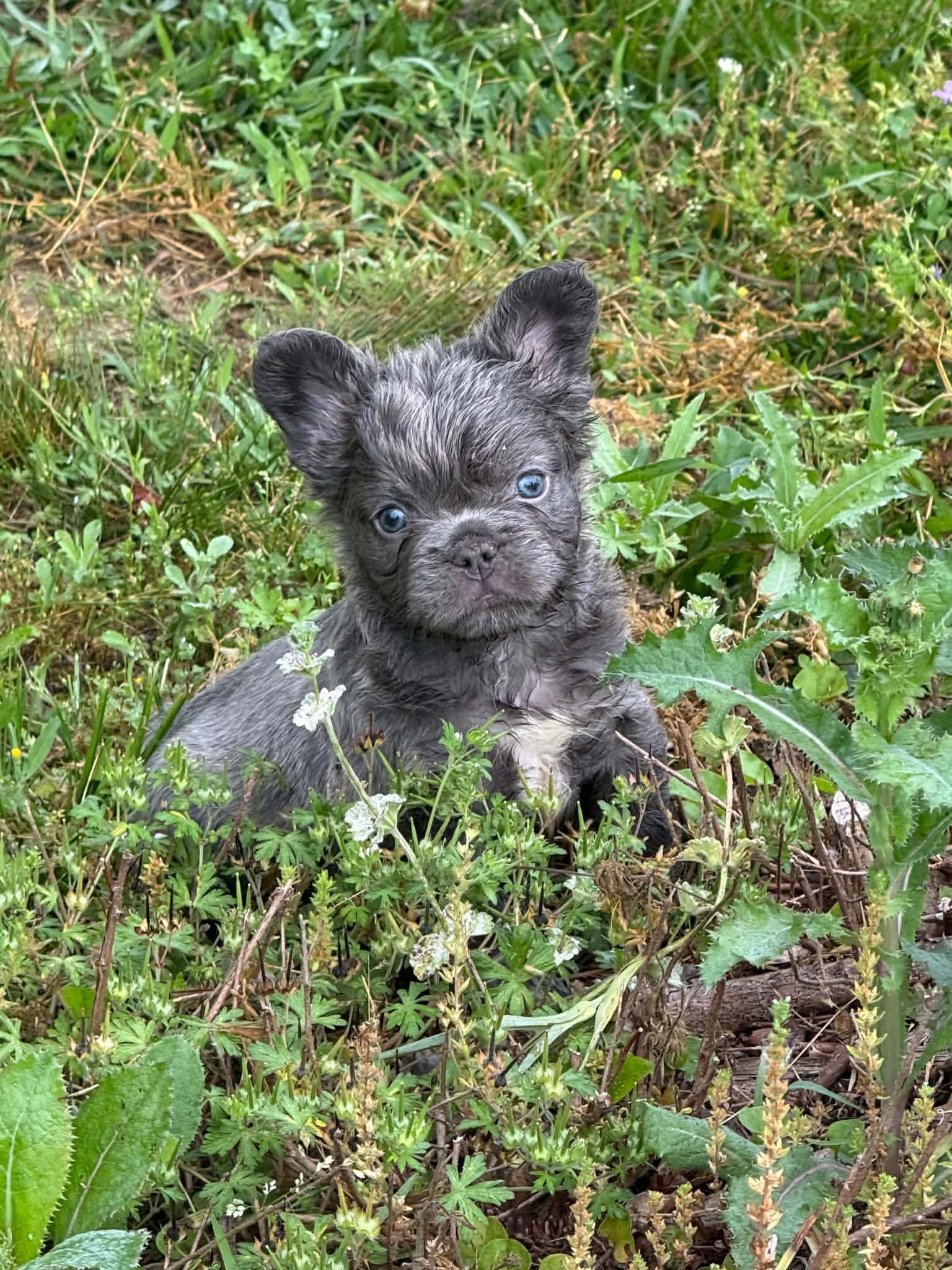 Fluffy Frenchie Male