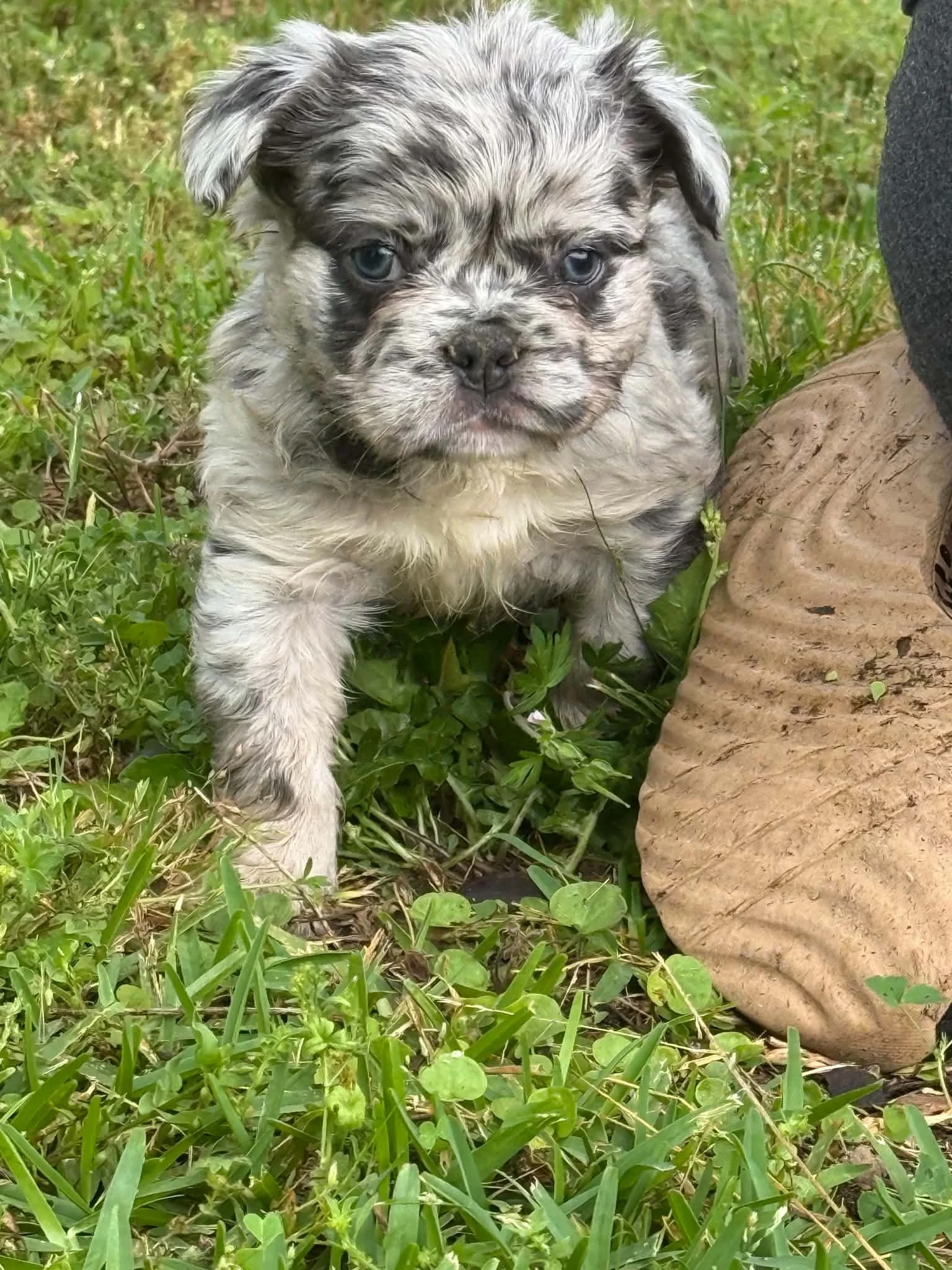Fluffy pet home Male