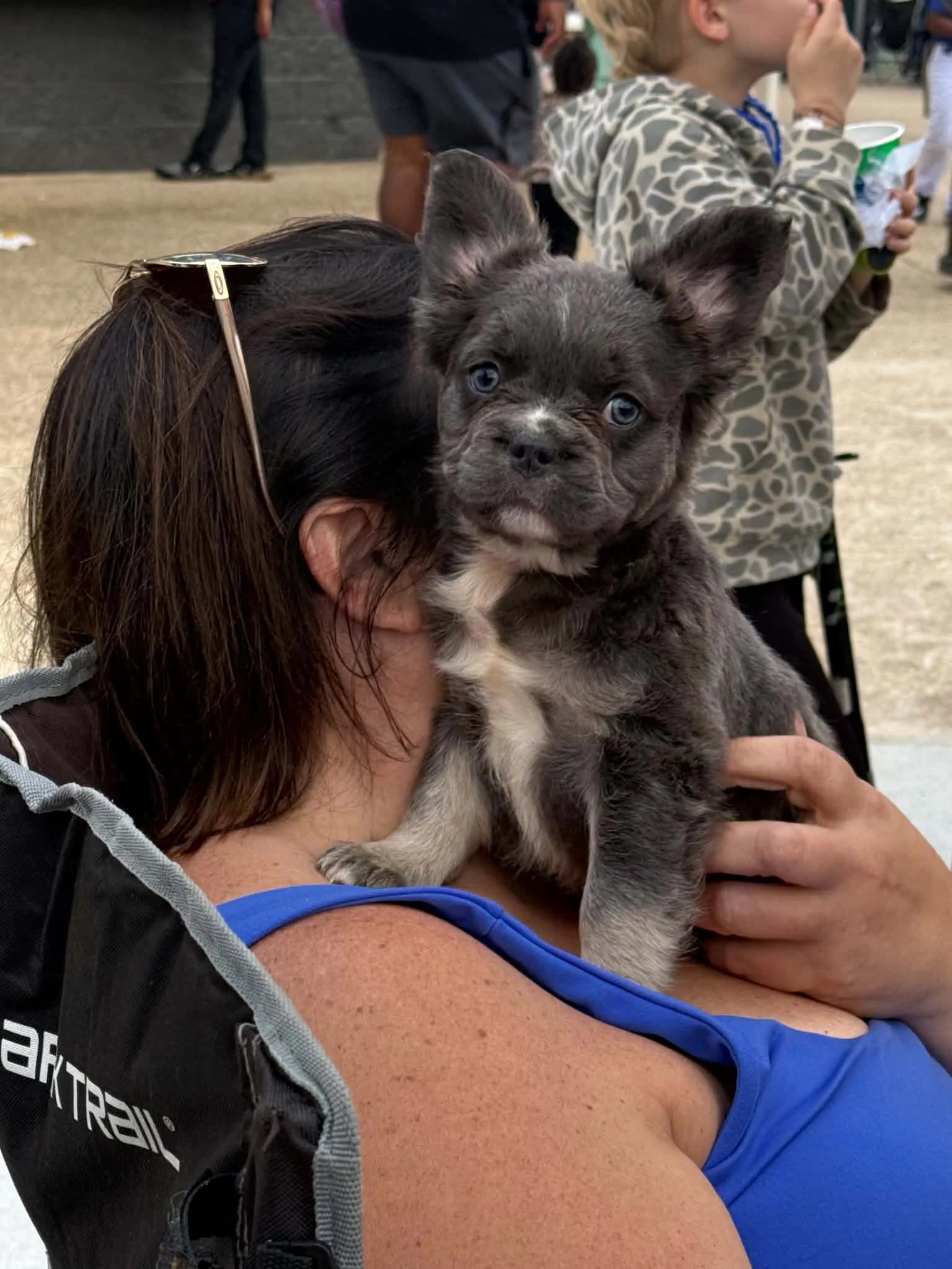 Fluffy Frenchie Male
