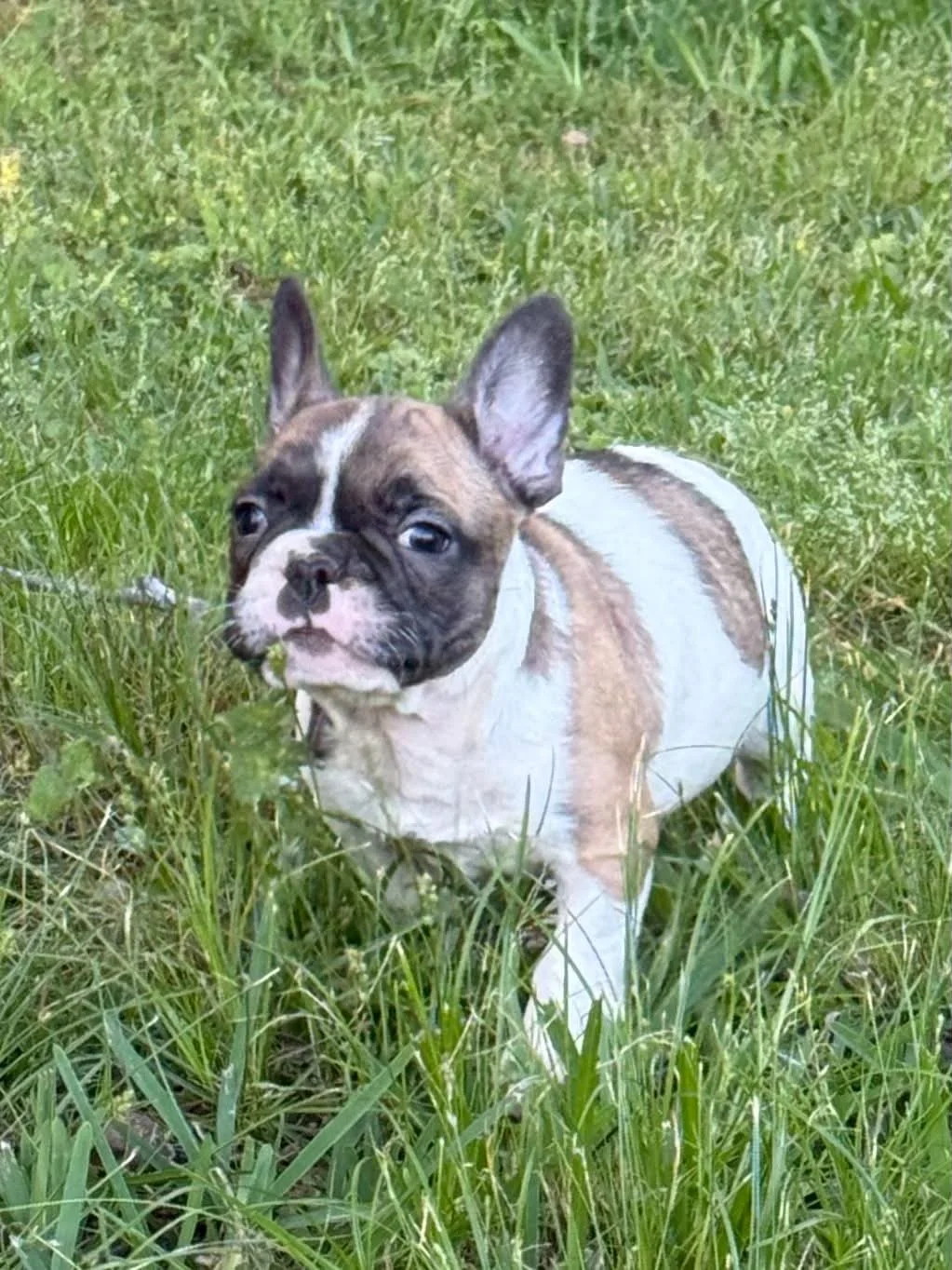 Short Hair Frenchie Male